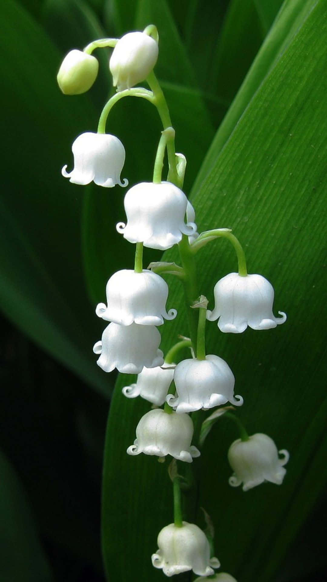 Lily Of The Valley, white, graceful cluster, Full HD Phone Wallpaper