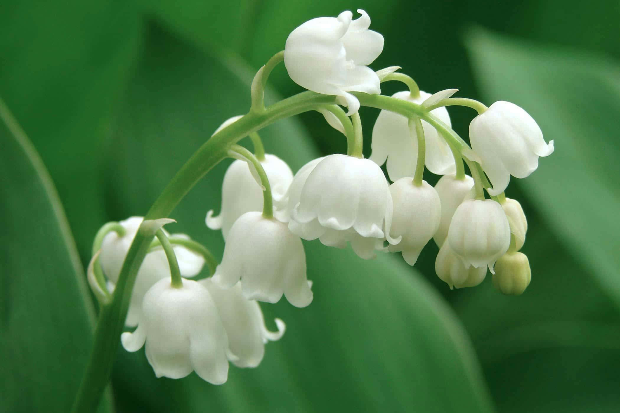 Lily Of The Valley, white lily of the valley flowers, soft green leafy background, Full HD Desktop Wallpaper