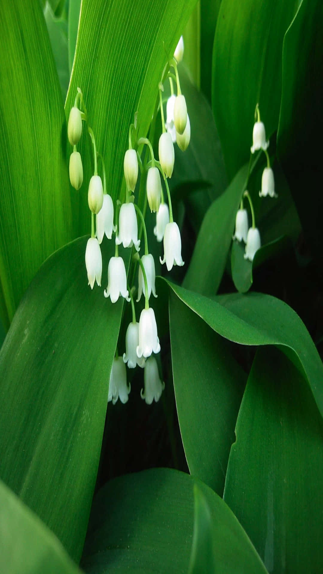 Lily Of The Valley, white bell-shaped flowers, lush green leaves, Full HD Phone Wallpaper