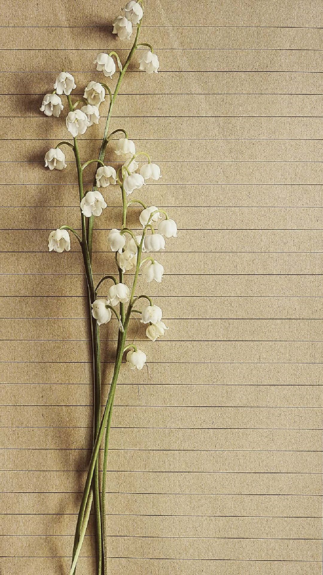 Lily of the Valley, white lily of the valley blooms, textured beige lined paper background, Full HD Phone Wallpaper