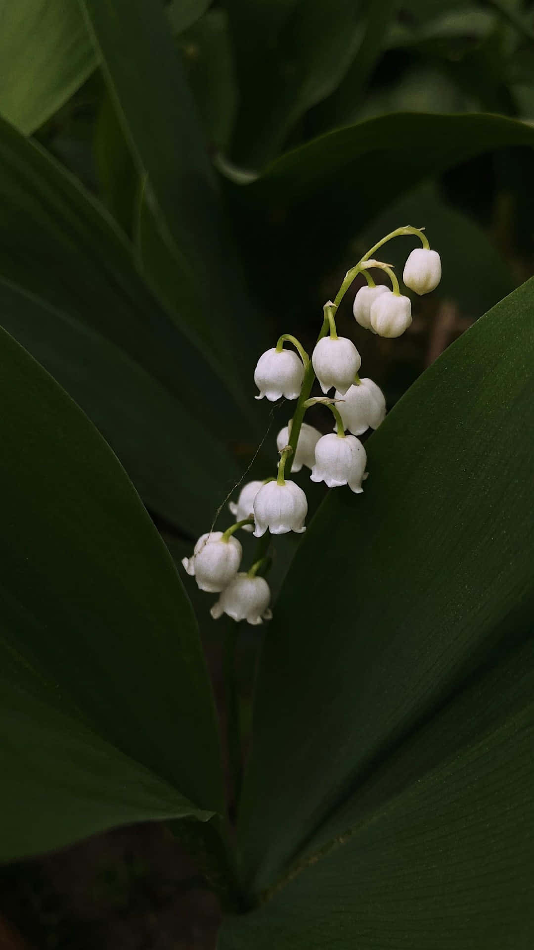 Lily Of The Valley, white, deep green leaves, Full HD Phone Wallpaper