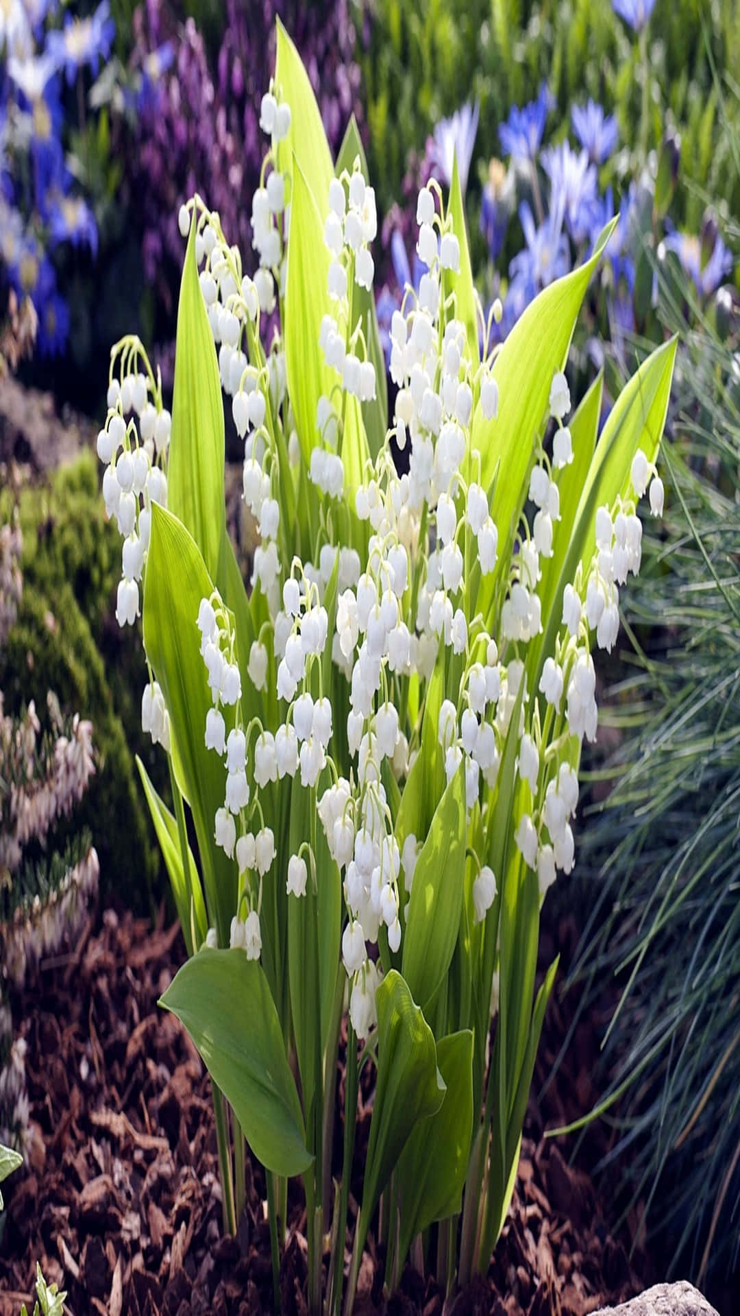 Lily Of The Valley, white, lush green leaves, Full HD Phone Wallpaper