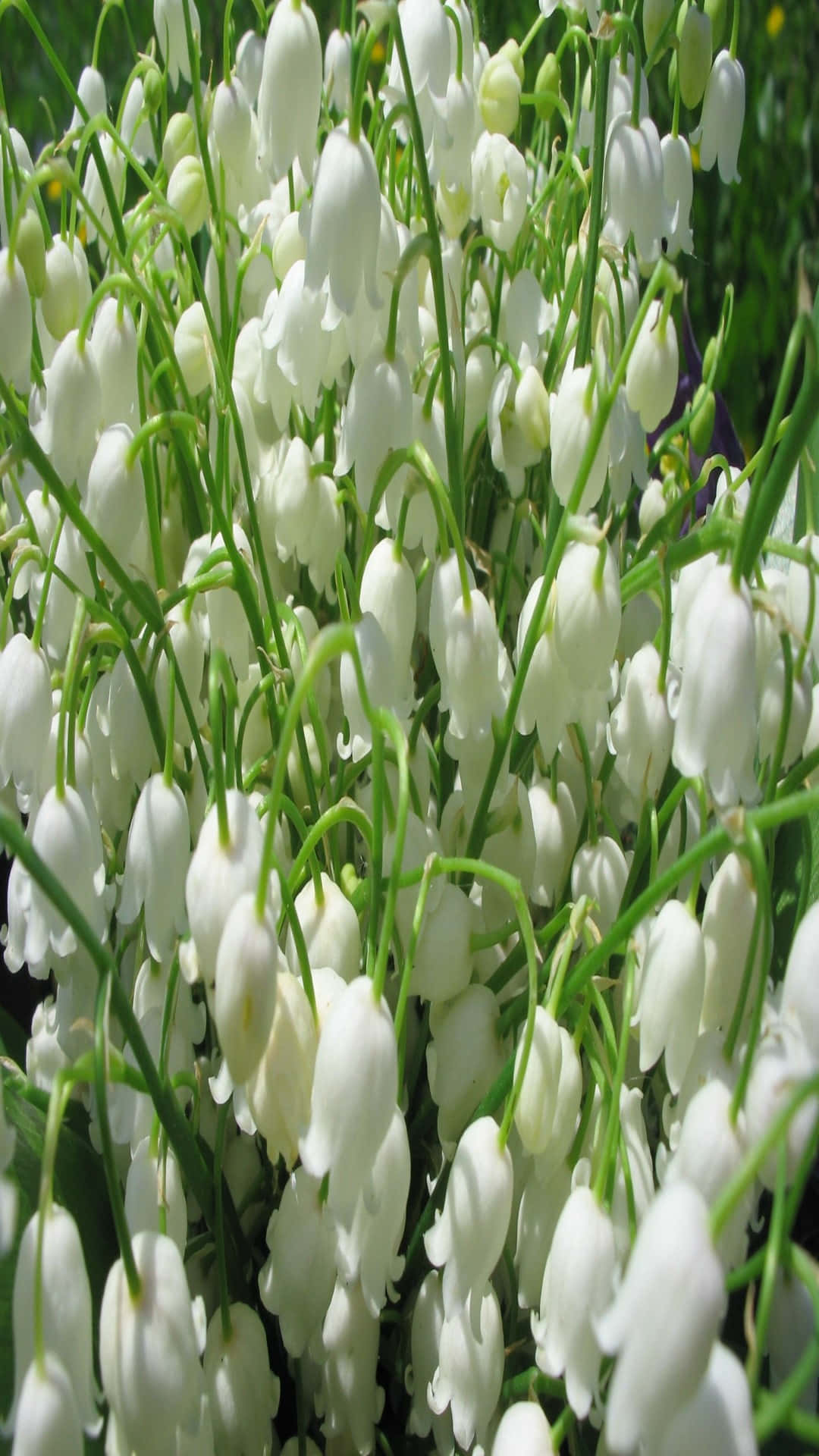 Lily Of The Valley, white lily of the valley flowers, slender green stems, Full HD Phone Wallpaper