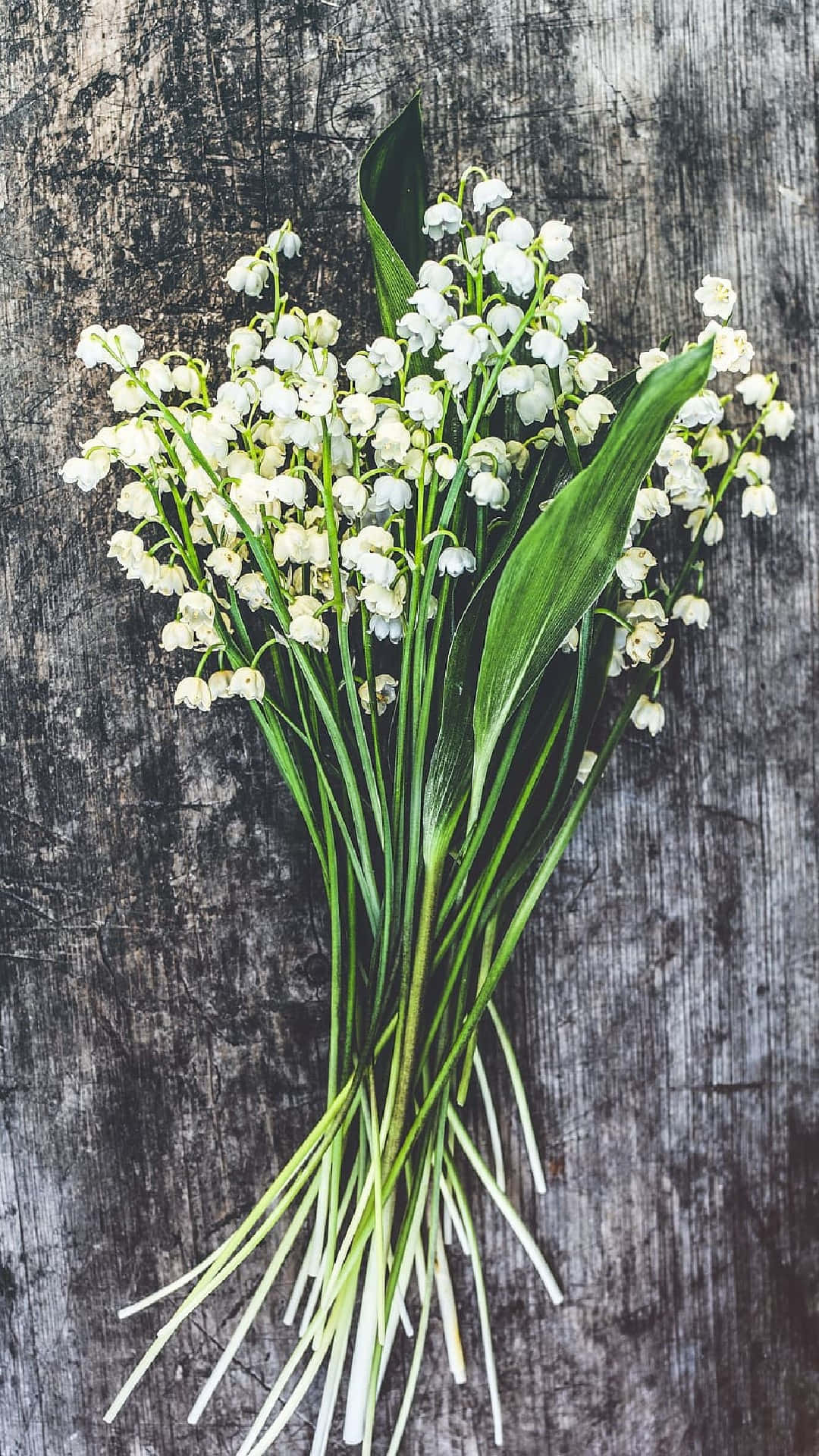Lily Of The Valley, white lily of the valley flowers, green stems, Full HD Phone Wallpaper