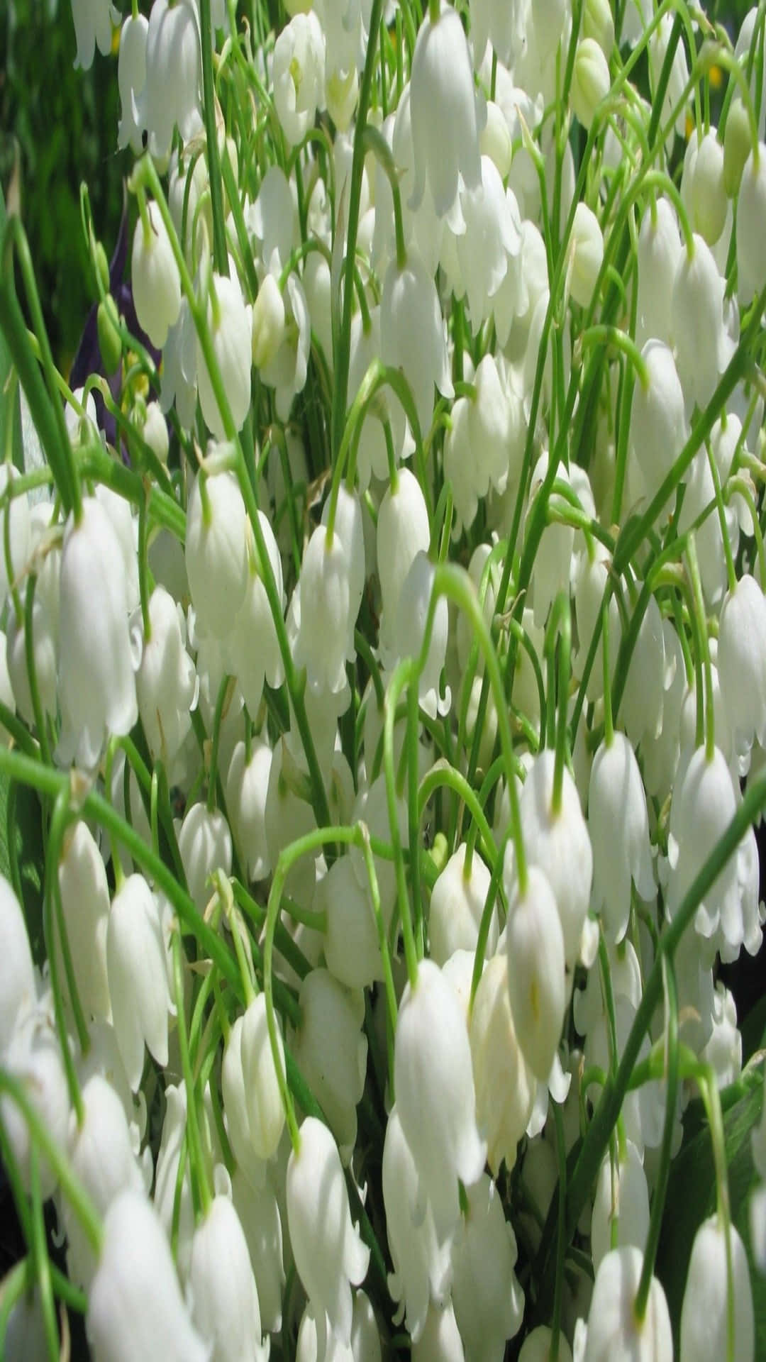 Lily Of The Valley, white lily of the valley flowers, slender green stems, Full HD Phone Wallpaper