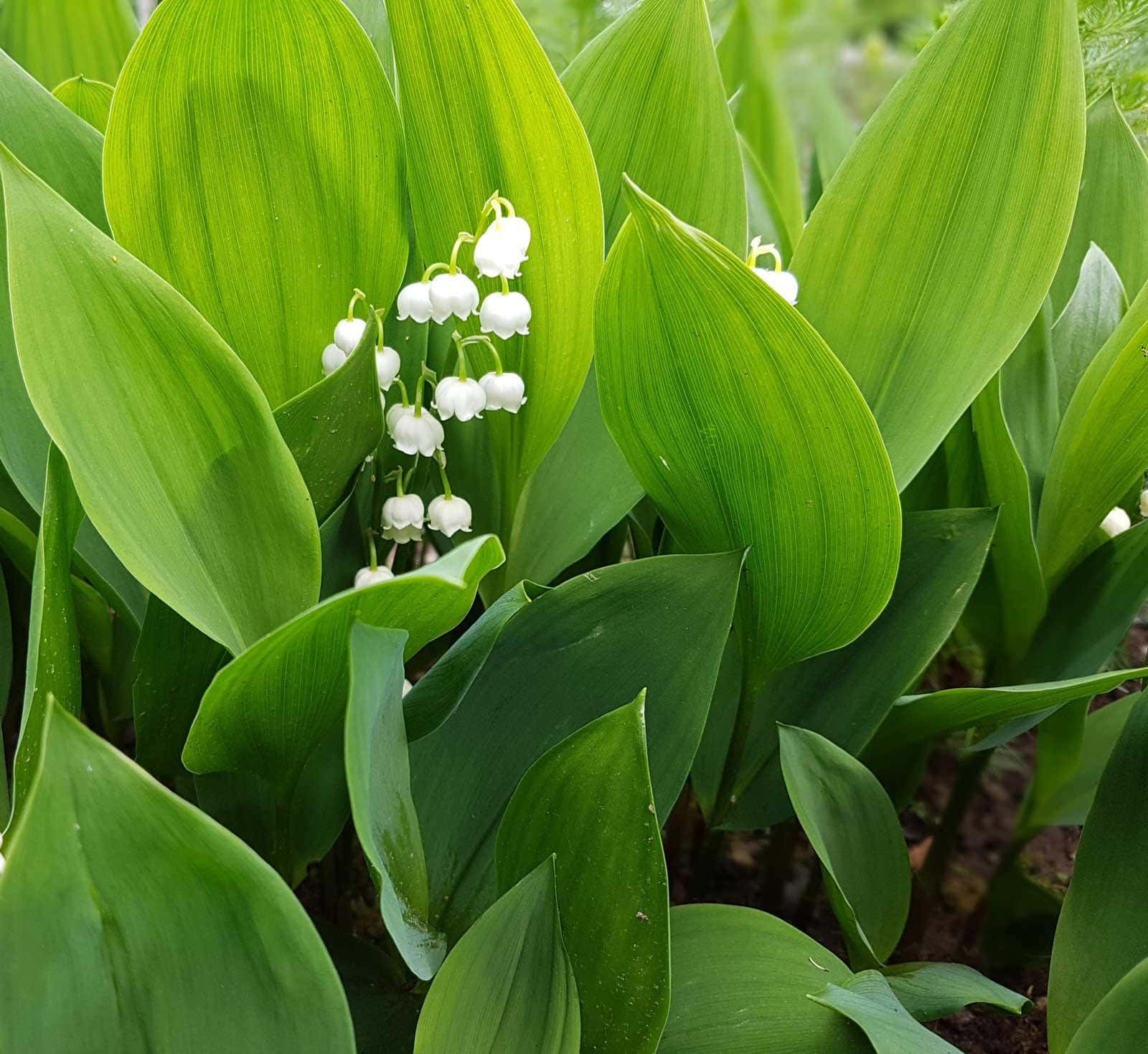 Lily Of The Valley, white, green, HD Desktop Wallpaper