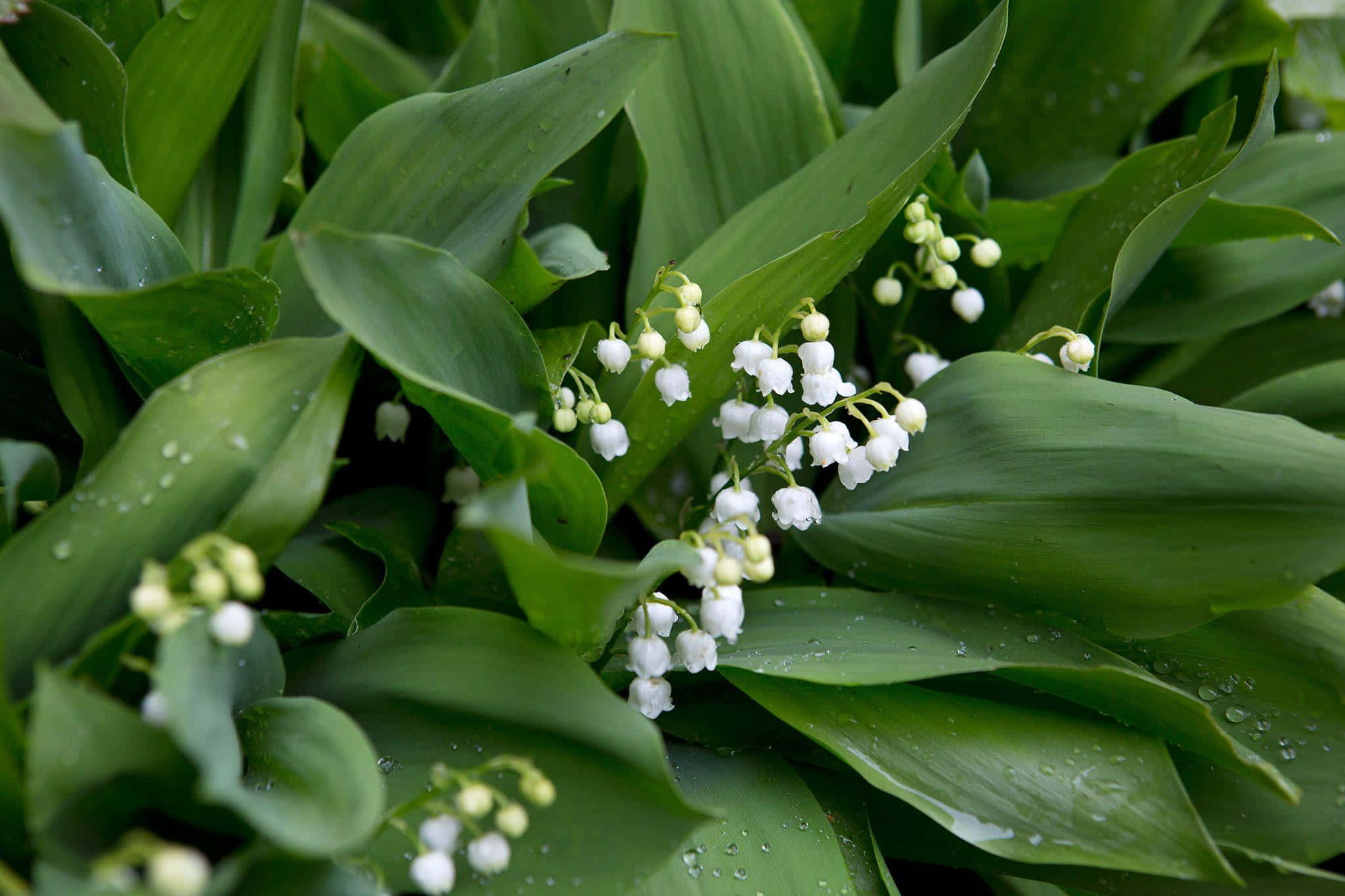 Lily Of The Valley, white lily of the valley flowers, vibrant green leaves, Full HD Desktop Wallpaper