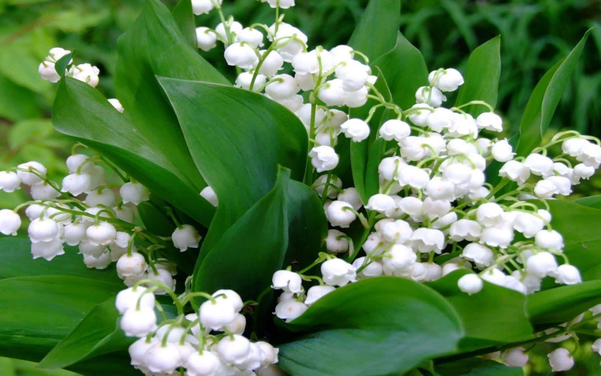 Lily Of The Valley, white lily of the valley flowers, vibrant green leaves, Full HD Desktop Wallpaper