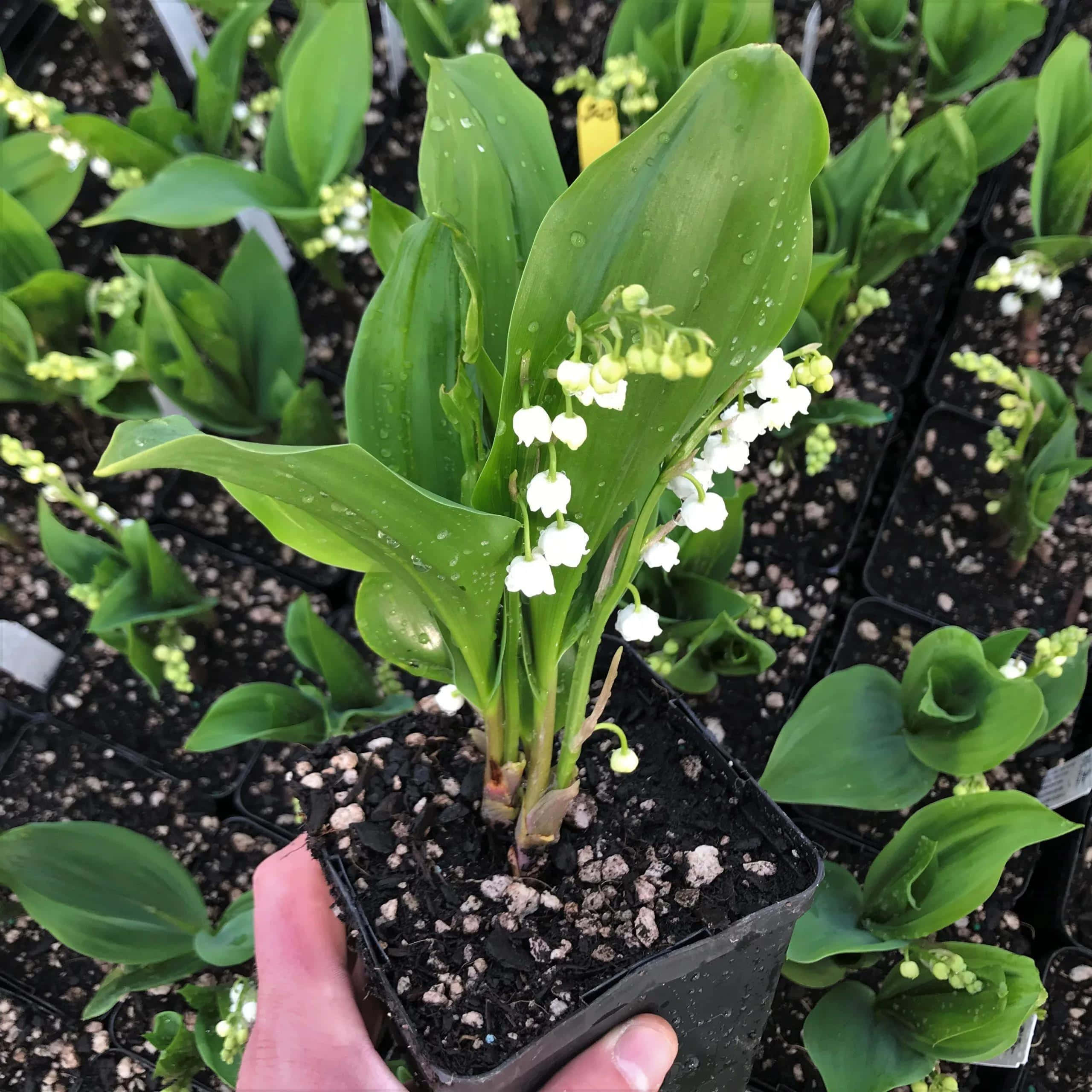 Lily of the Valley, potted, dewy green leaves, 2K Desktop Wallpaper