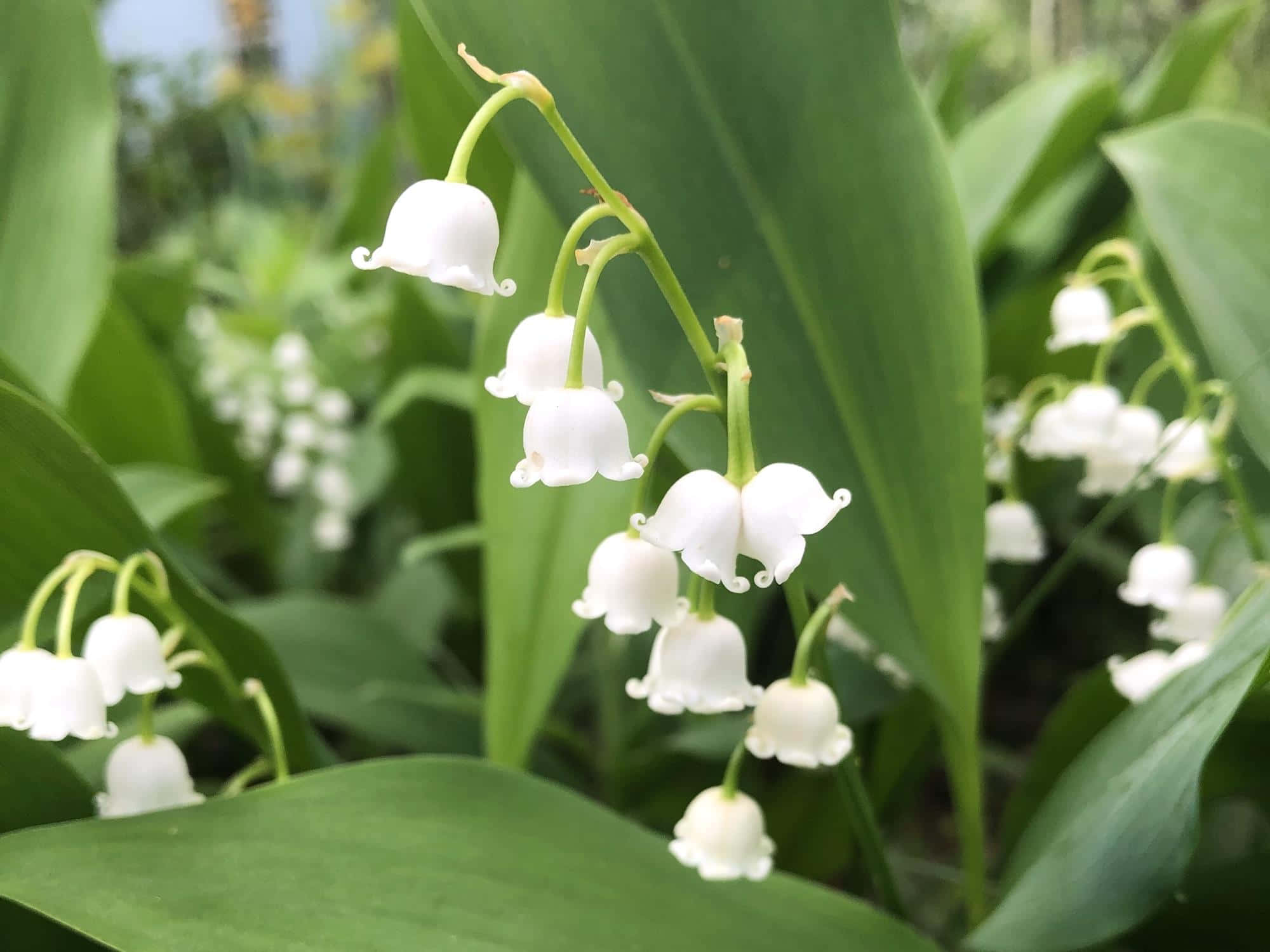 Lily of the Valley, white lily of the valley flowers, vibrant green leaves, Full HD Desktop Wallpaper