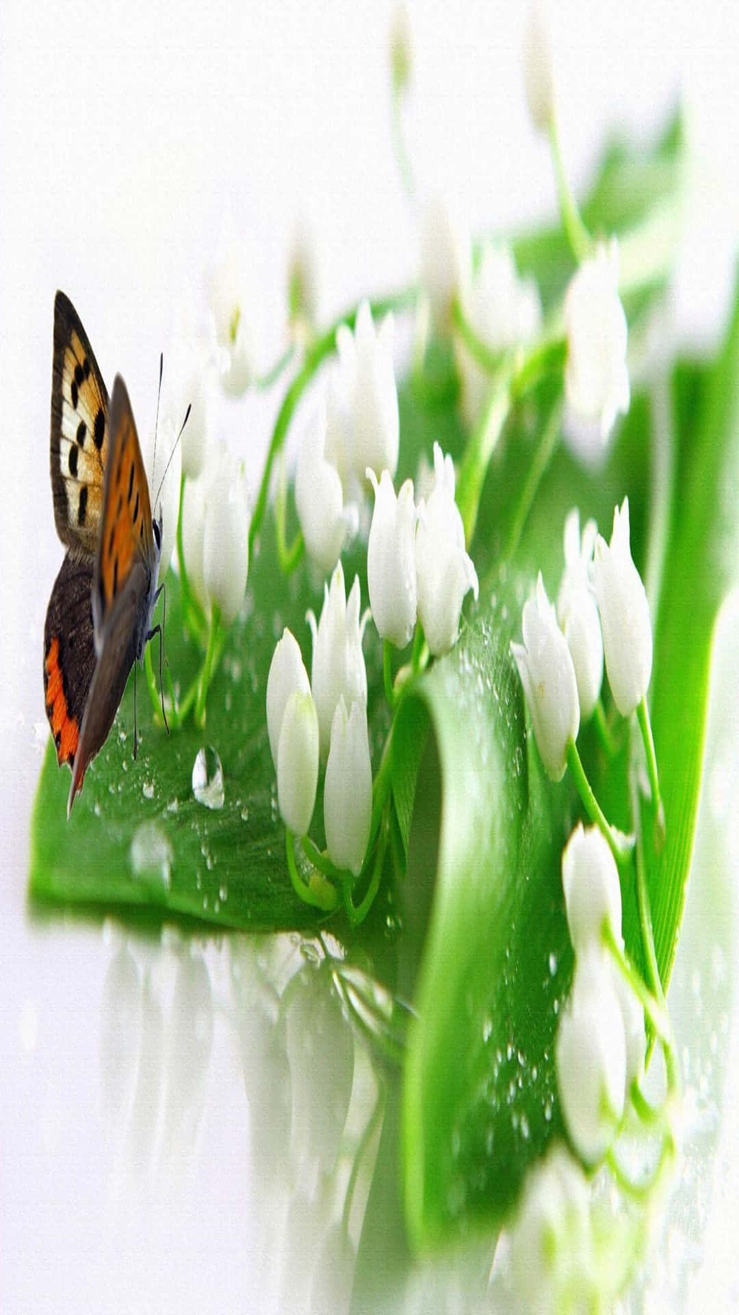 Lily of the Valley, butterfly, dew-kissed green leaf, Full HD Phone Wallpaper