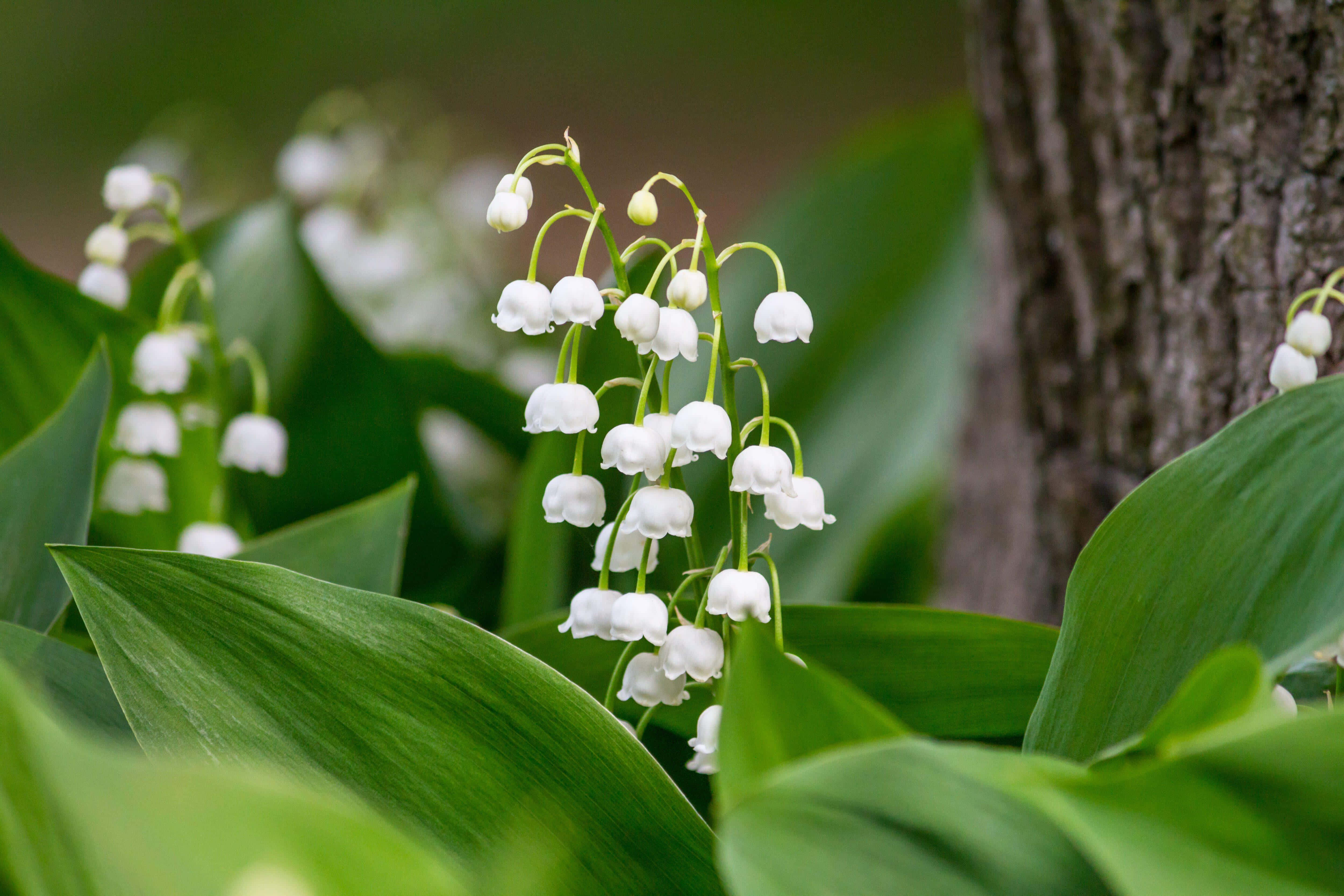 Lily Of The Valley, white lily of the valley blooms, vibrant green leaves, 4K Desktop Wallpaper