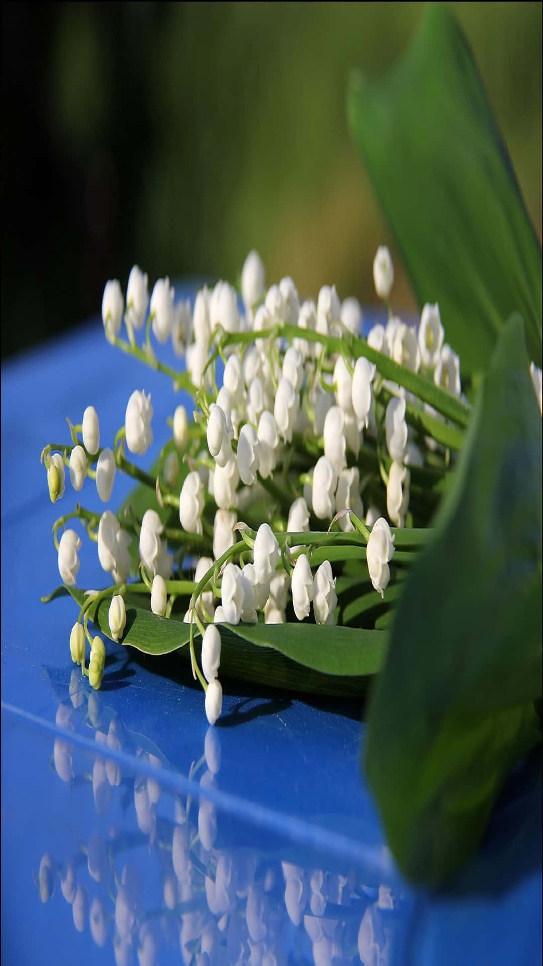 Lily Of The Valley, white lily of the valley blooms, green leaves, Full HD Phone Wallpaper