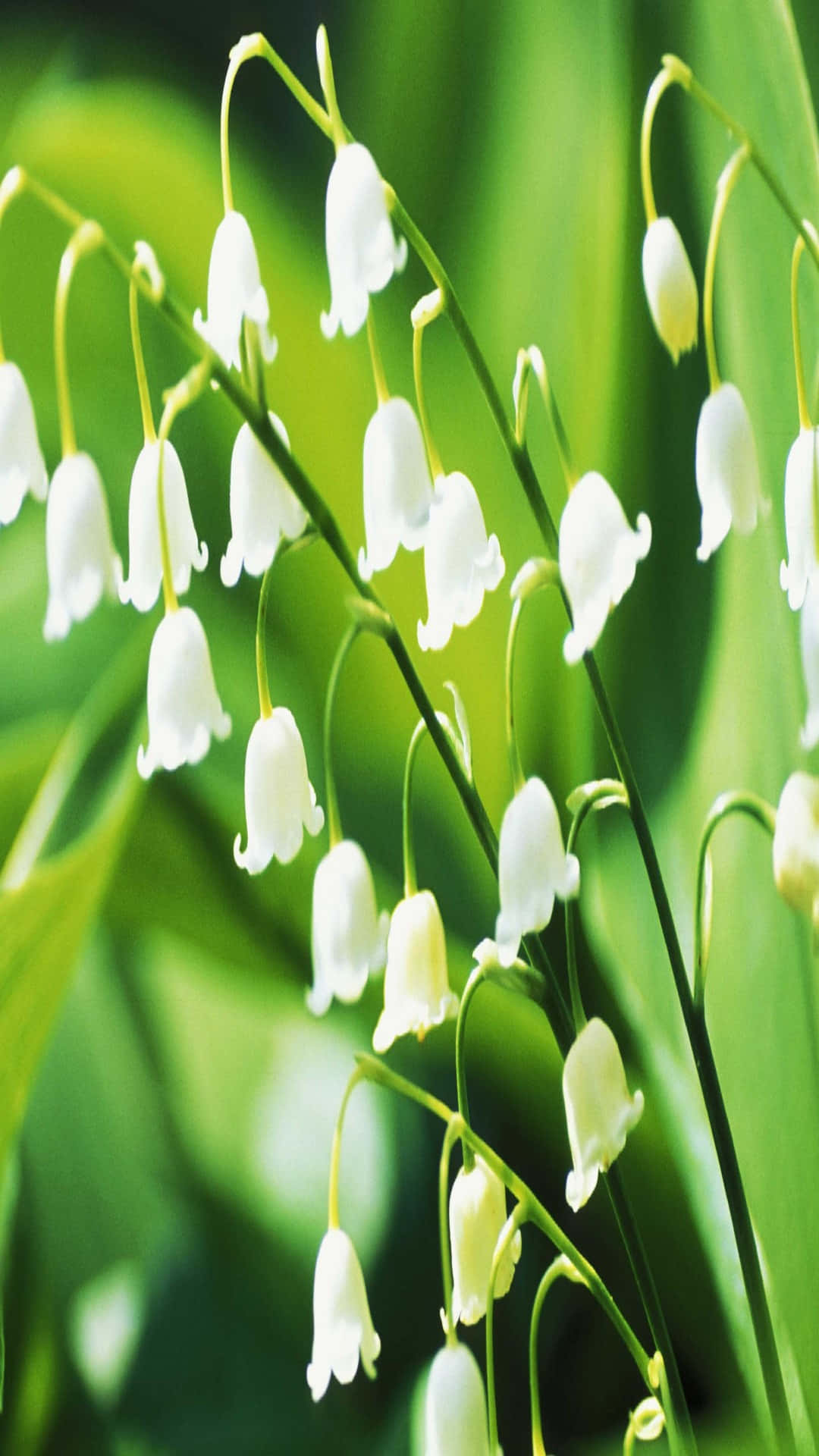Lily Of The Valley, white bell-shaped flowers, slender green stems, Full HD Phone Wallpaper
