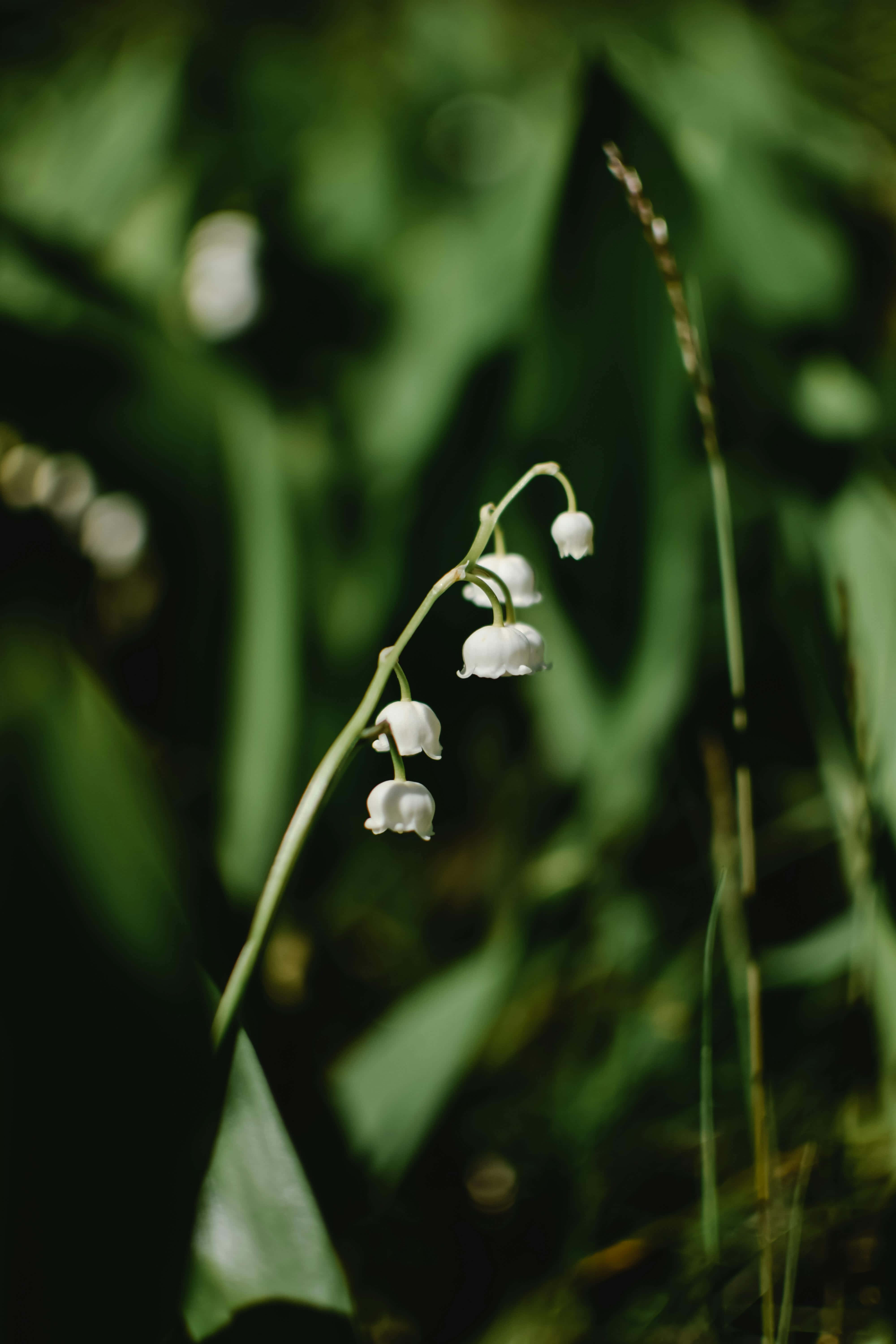 Lily Of The Valley, white, soft blurred green forest backdrop, 5K Phone Wallpaper