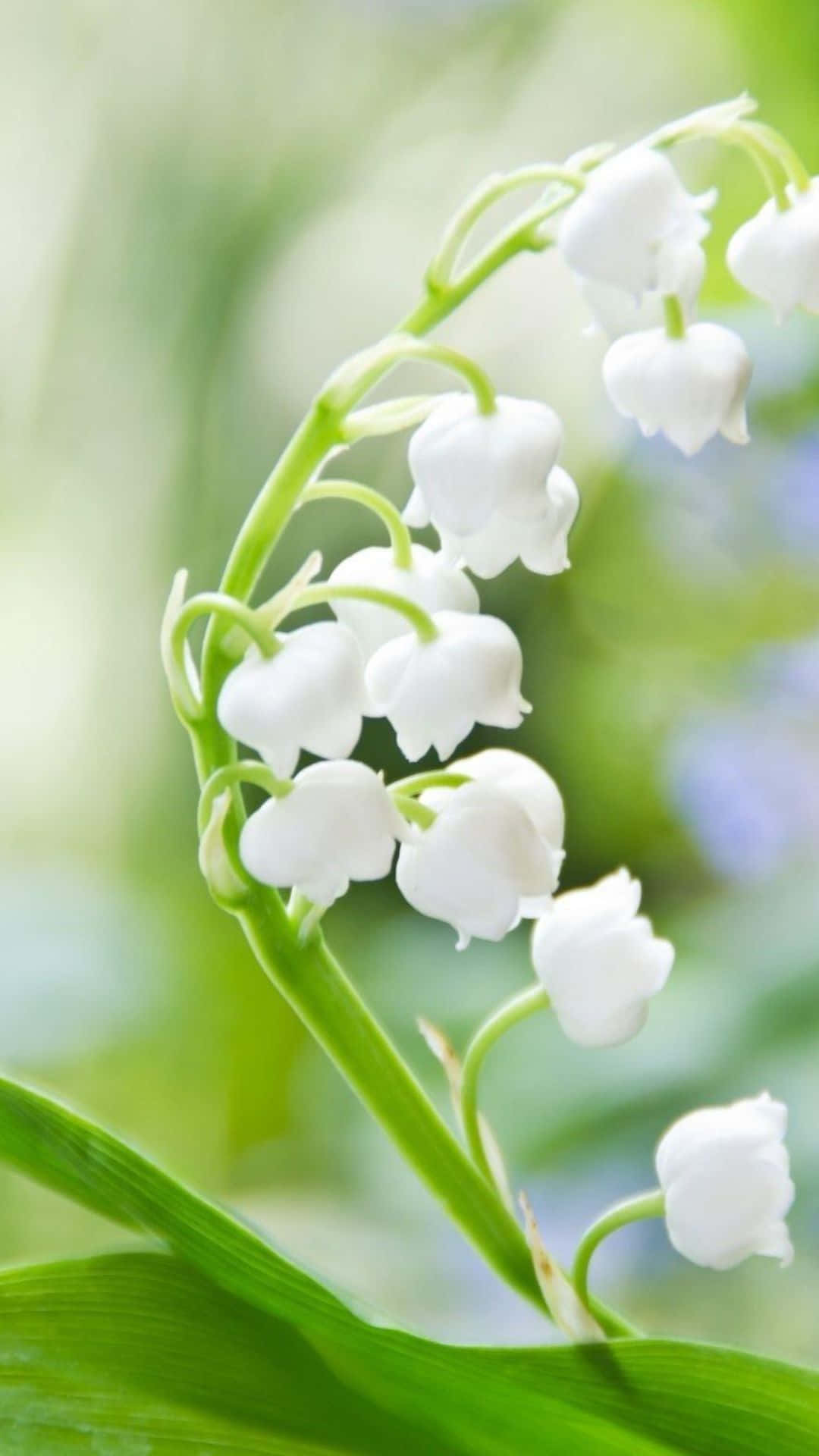 Lily Of The Valley, white, soft green, Full HD Phone Wallpaper