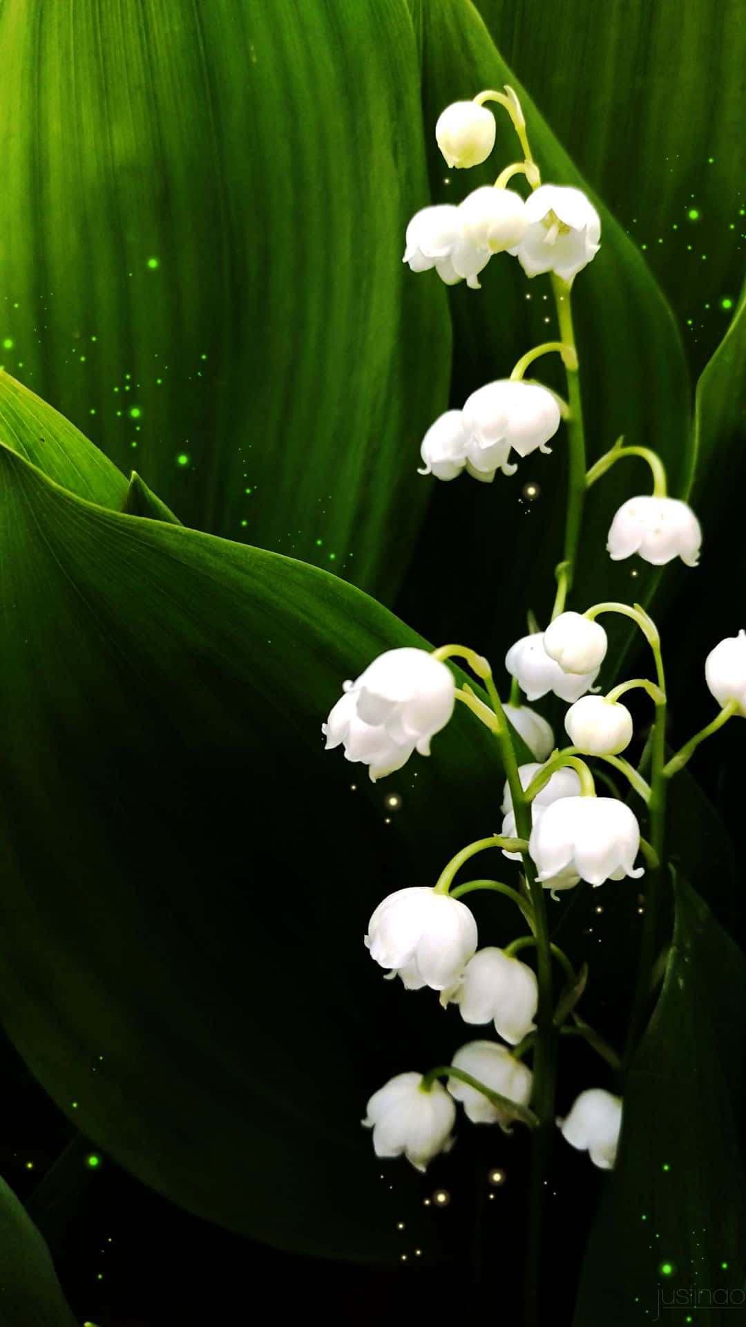 Lily Of The Valley, white lily of the valley flowers, deep green leaves, Full HD Phone Wallpaper
