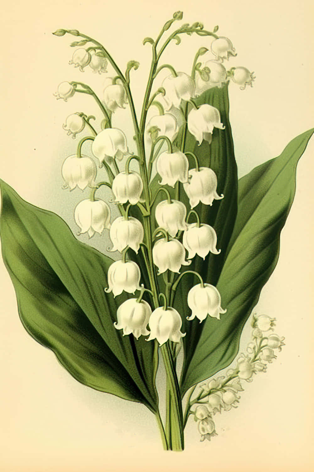 Lily of the Valley, vintage botanical illustration, white bell-shaped flowers, HD Phone Wallpaper