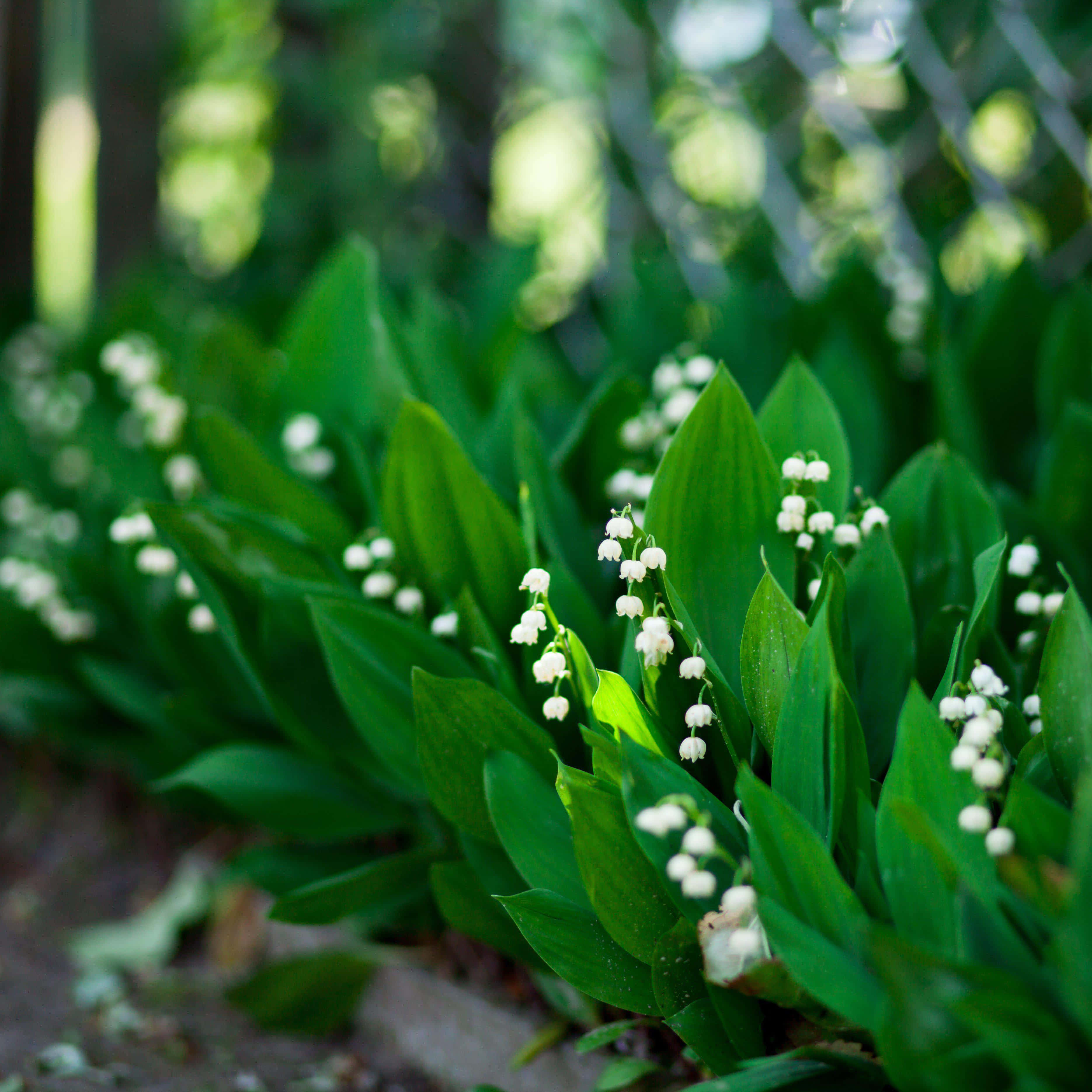 Lily of the Valley, white lily of the valley blooms, vibrant green leaves, 2K Desktop Wallpaper