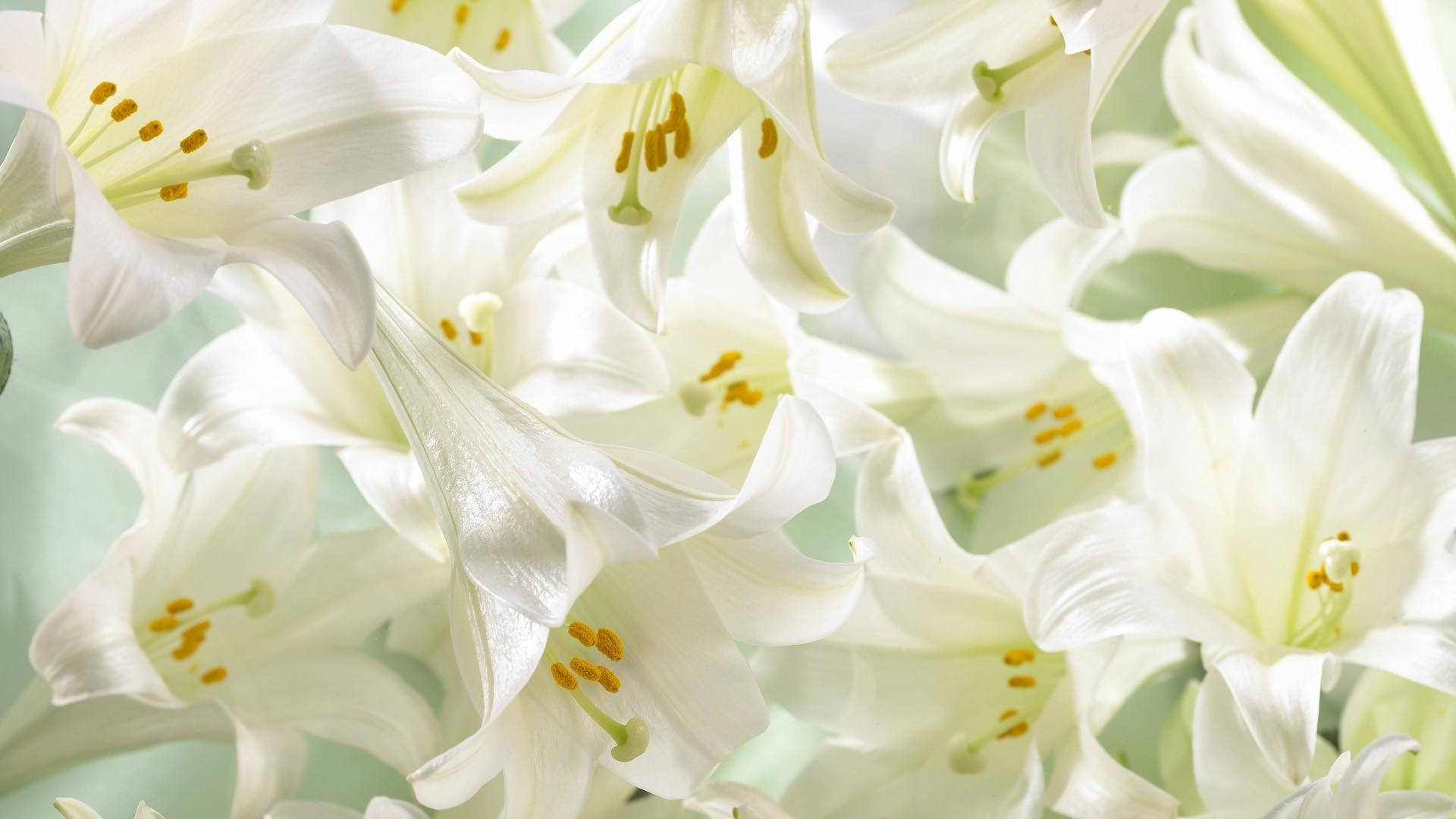 white lily, golden stamens, diffused light, Full HD Desktop Wallpaper