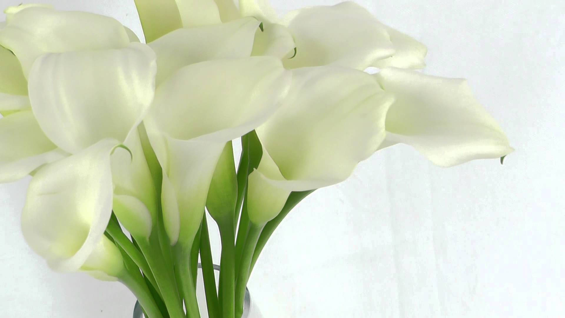 creamy white calla lilies, green stems, soft white textured background, Full HD Desktop Wallpaper