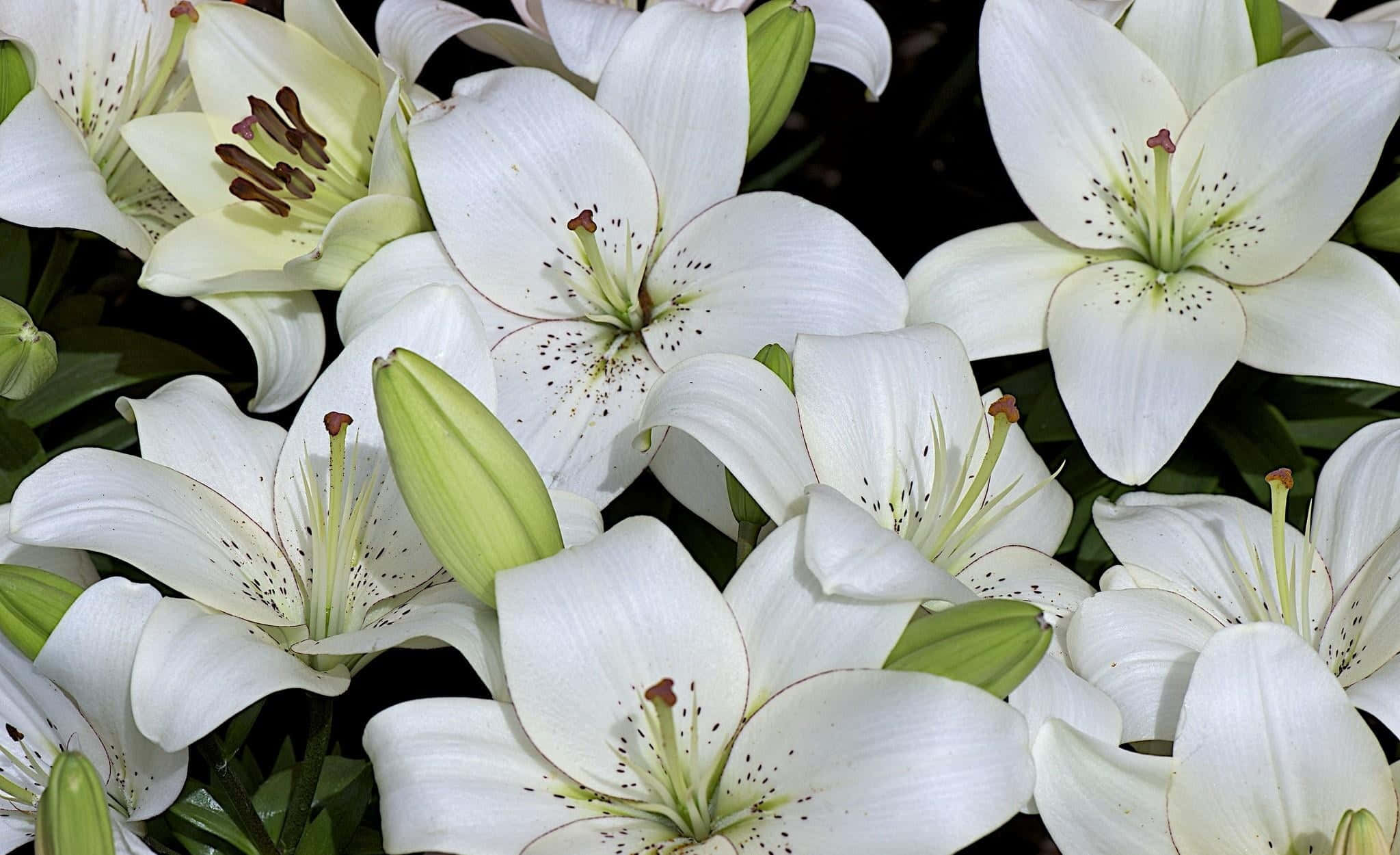 white lily, dotted flowers, speckled centers, Full HD Desktop Wallpaper