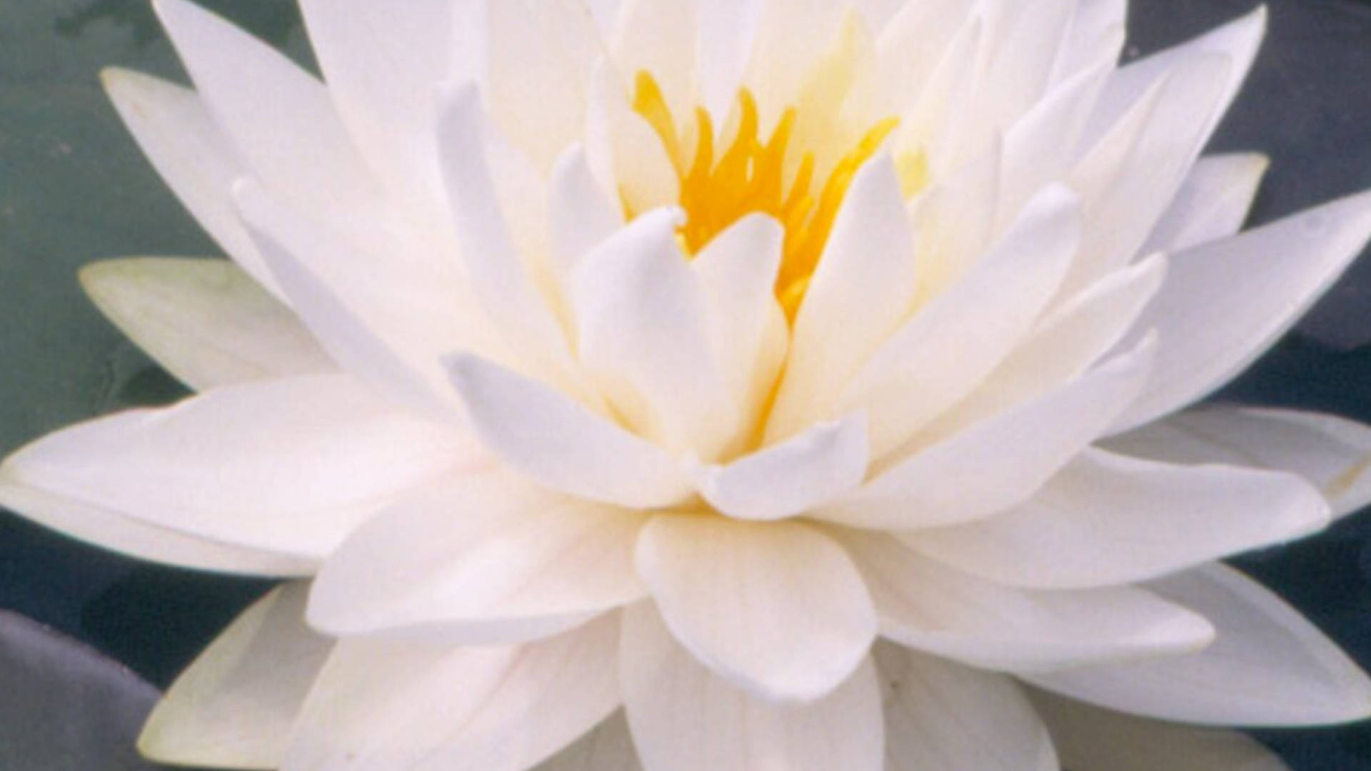 Snowflake Water Lily, white water lily, vibrant yellow center, Full HD Desktop Wallpaper