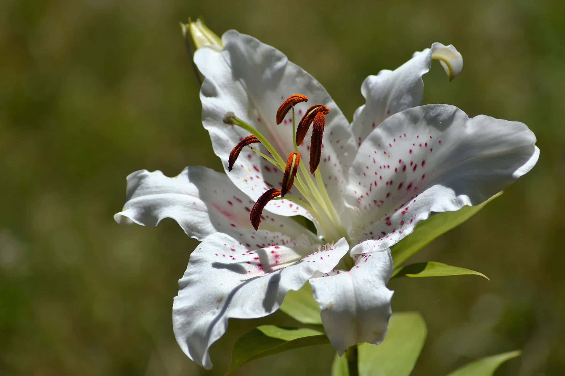 golden rayed lily flower, white lily, red speckles, Full HD Desktop Wallpaper