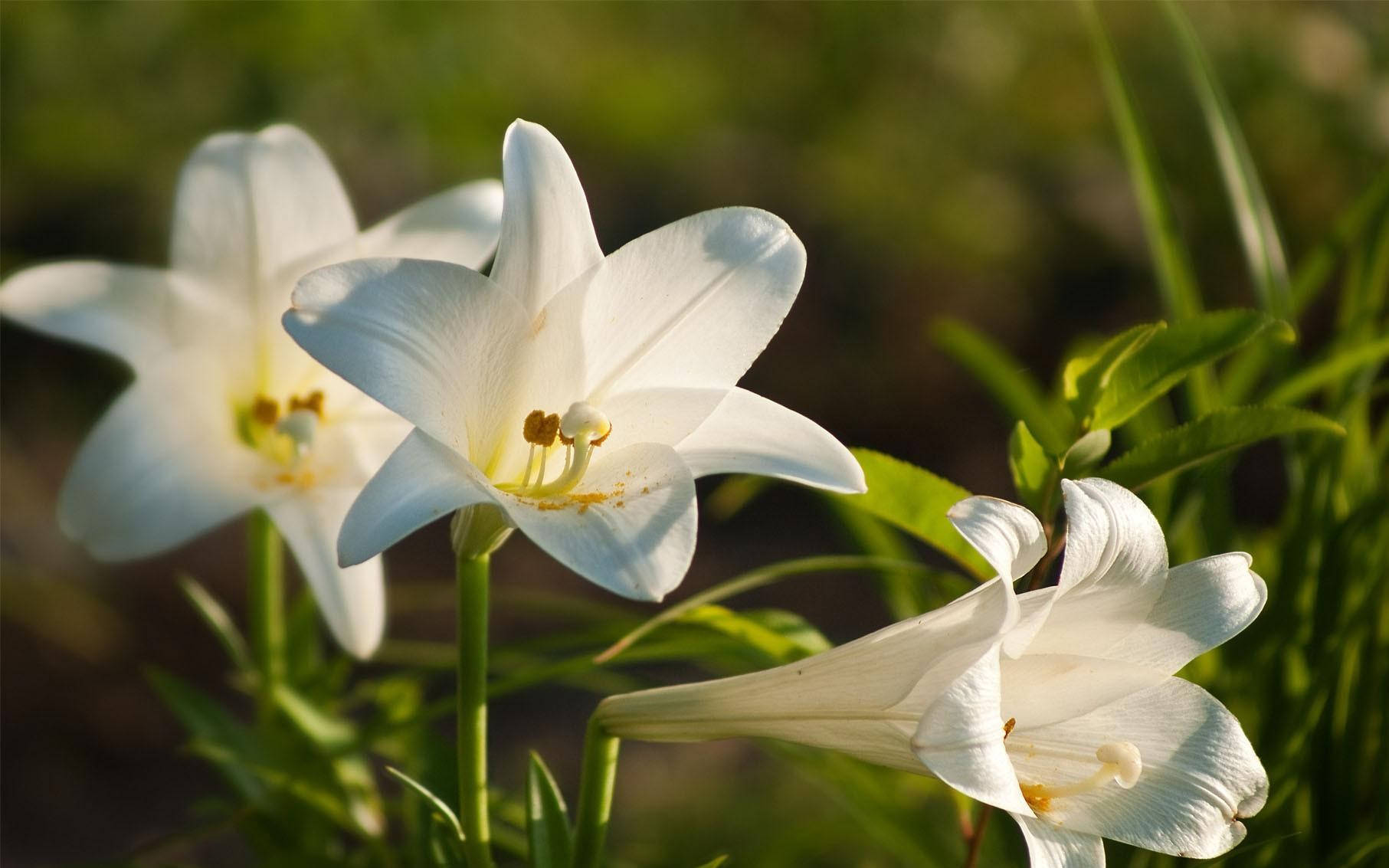 trumpet-shaped white lilies, soft golden sunlight, lush green foliage, HD Desktop Wallpaper