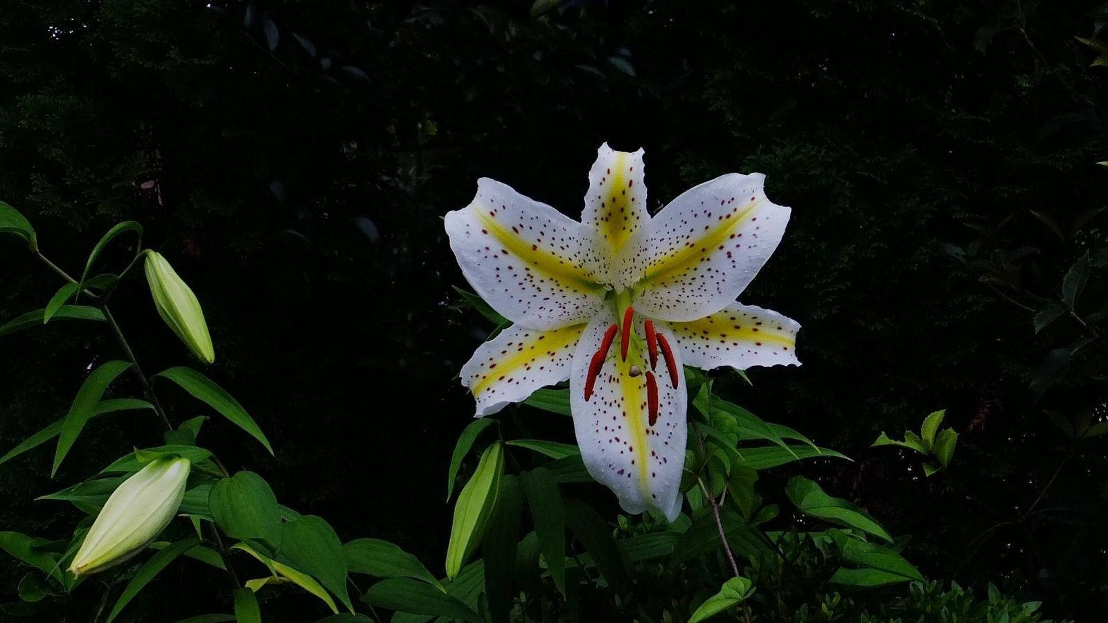 Forest Lily, white lily, yellow stripes, HD Desktop Wallpaper