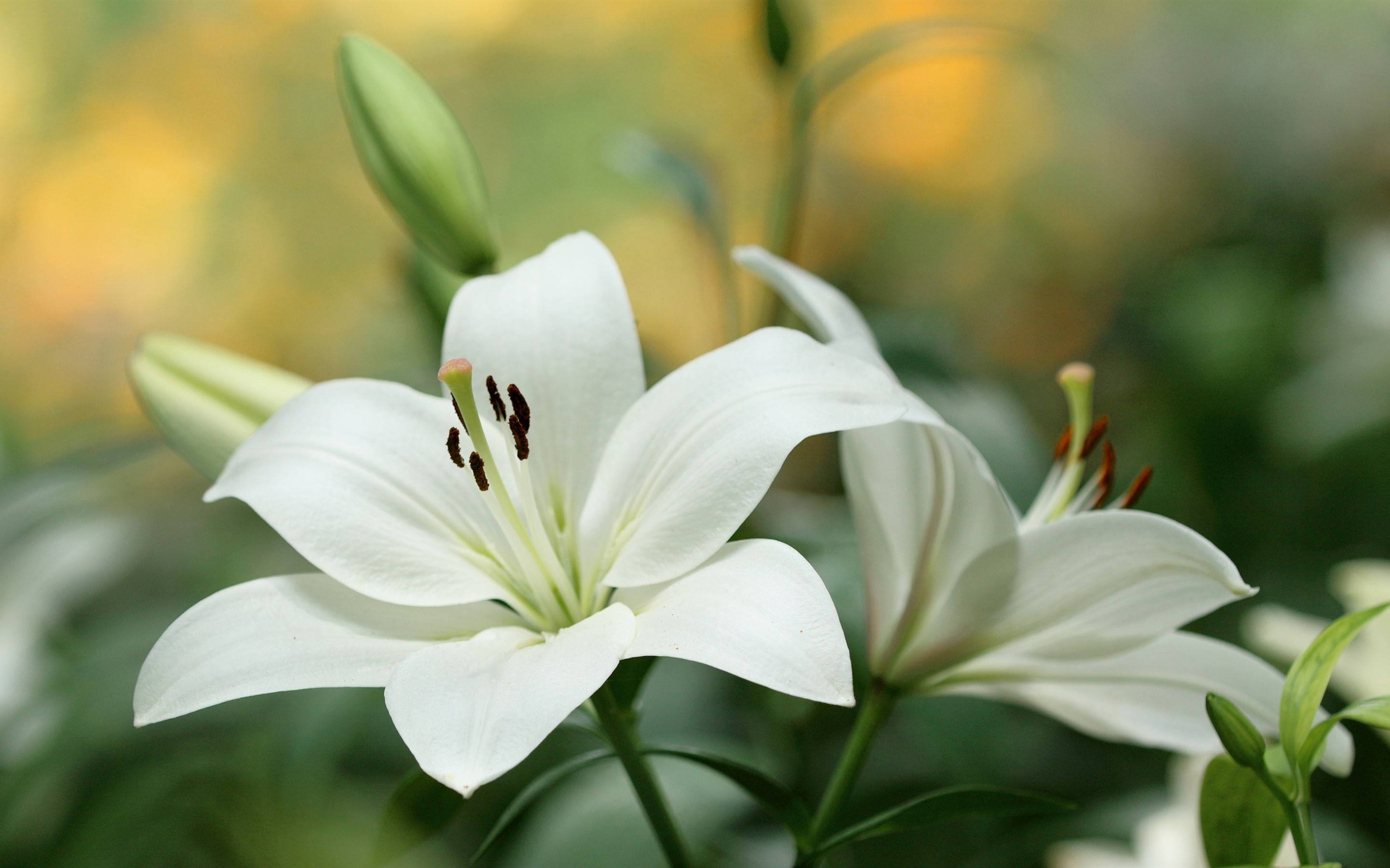 white lily flowers, delicate petals, dark stamens, 2K Desktop Wallpaper