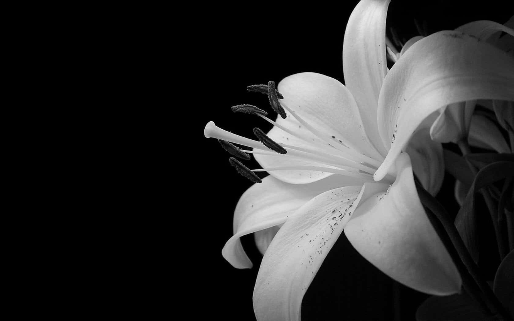 white dusty lily flower, monochrome, delicate petals, HD Desktop Wallpaper