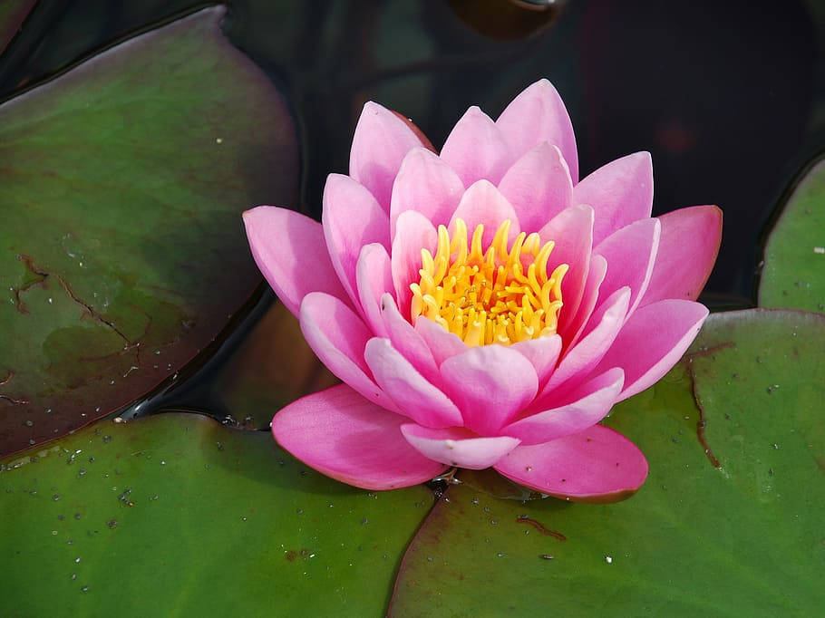 rose like water lily, vibrant pink water lily, golden center, SD Desktop Wallpaper