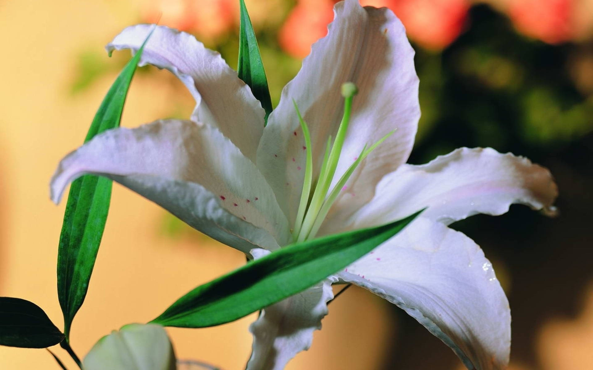 white lily, delicate green leaves, subtle pink speckles, Full HD Desktop Wallpaper