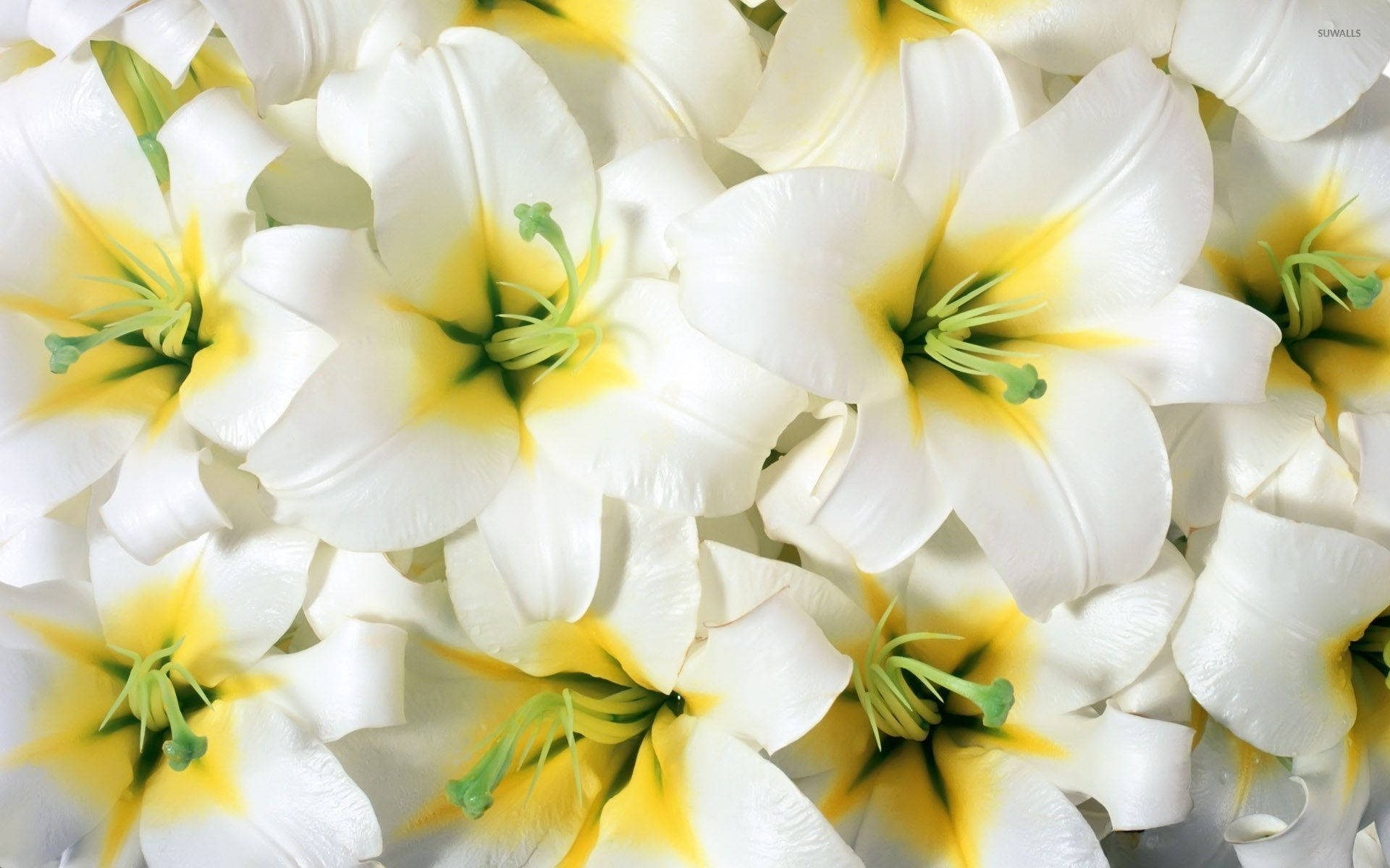 white lily flowers, vibrant yellow centers, green stamens, Full HD Desktop Wallpaper