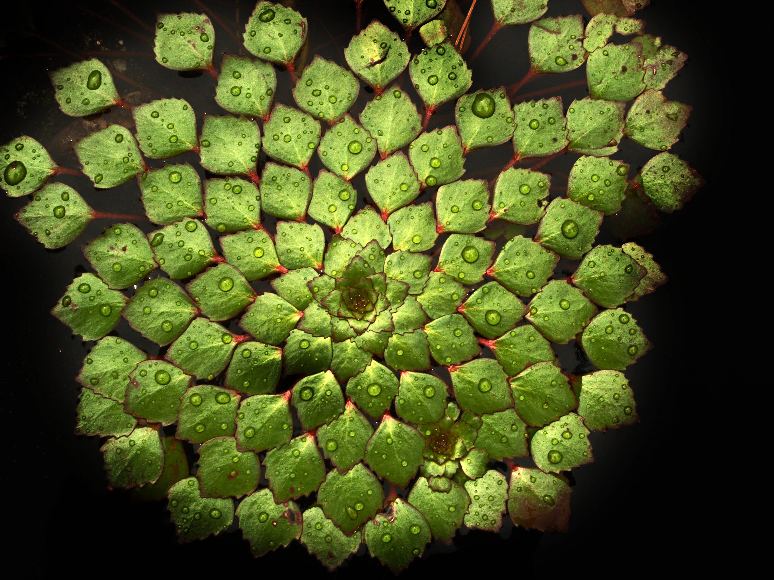 water lily pads, vibrant green, glistening water droplets, 2K Desktop Wallpaper