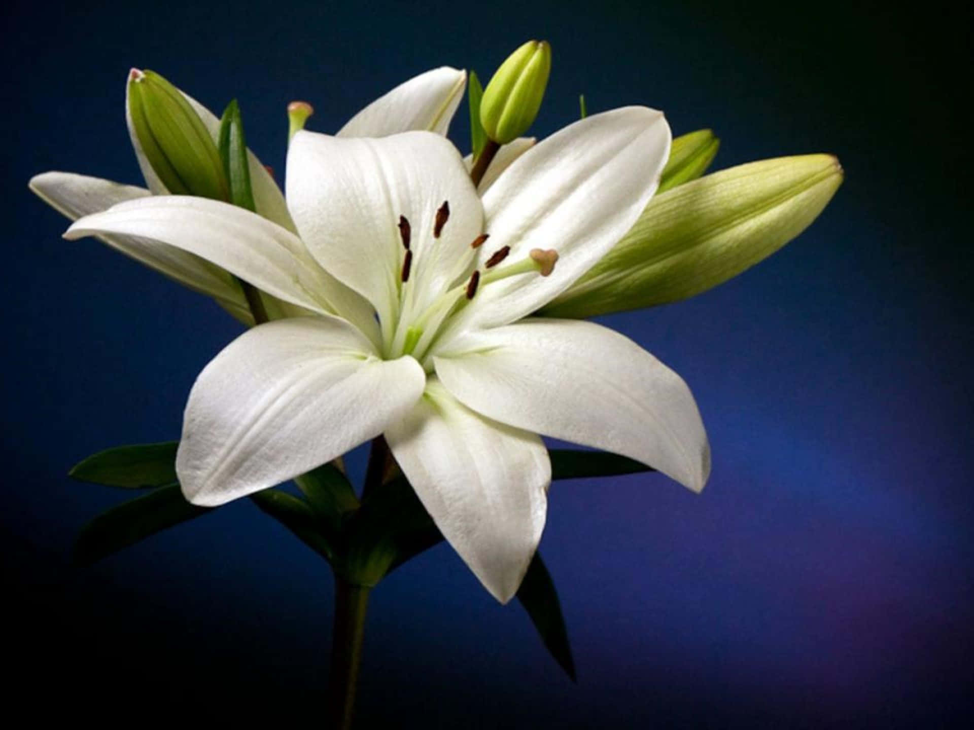 white lily flower, dark blue, deep blue gradient, Full HD Desktop Wallpaper