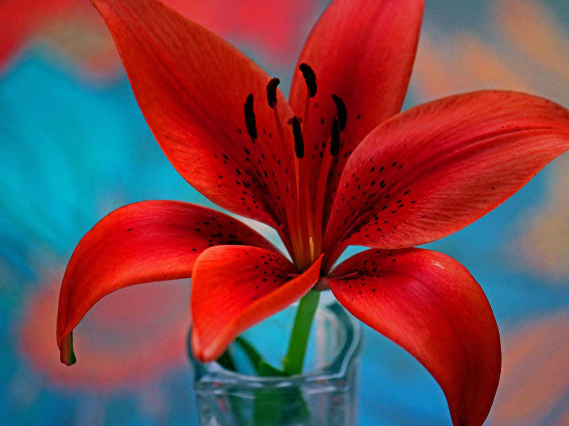 red lily, clear glass vase, blurred blue and orange background, Full HD Desktop Wallpaper