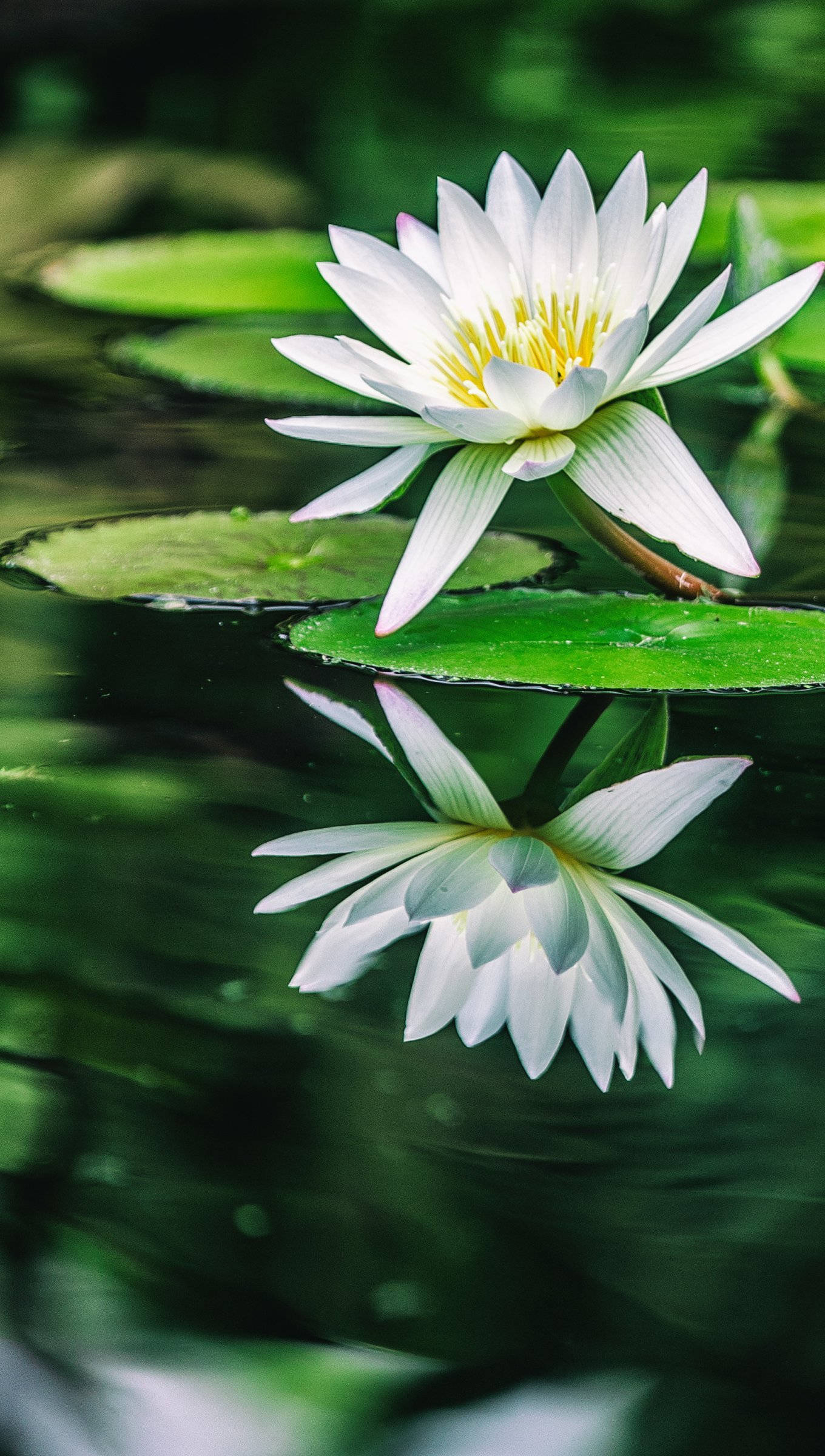 white water lily, lily pad, calm dark green pond, Full HD Phone Wallpaper