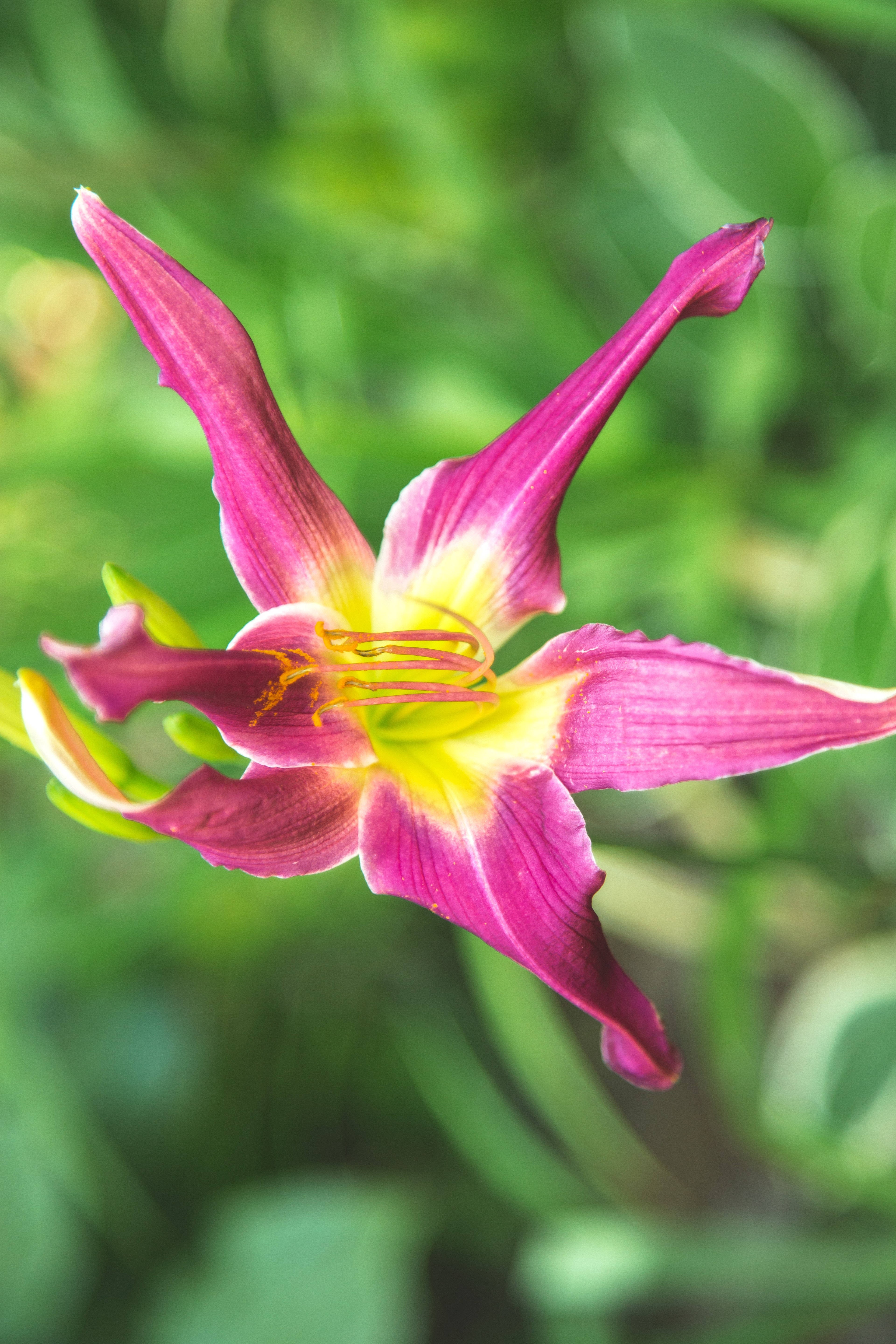 magenta lily, iPhone, vibrant pink lily, 5K Phone Wallpaper