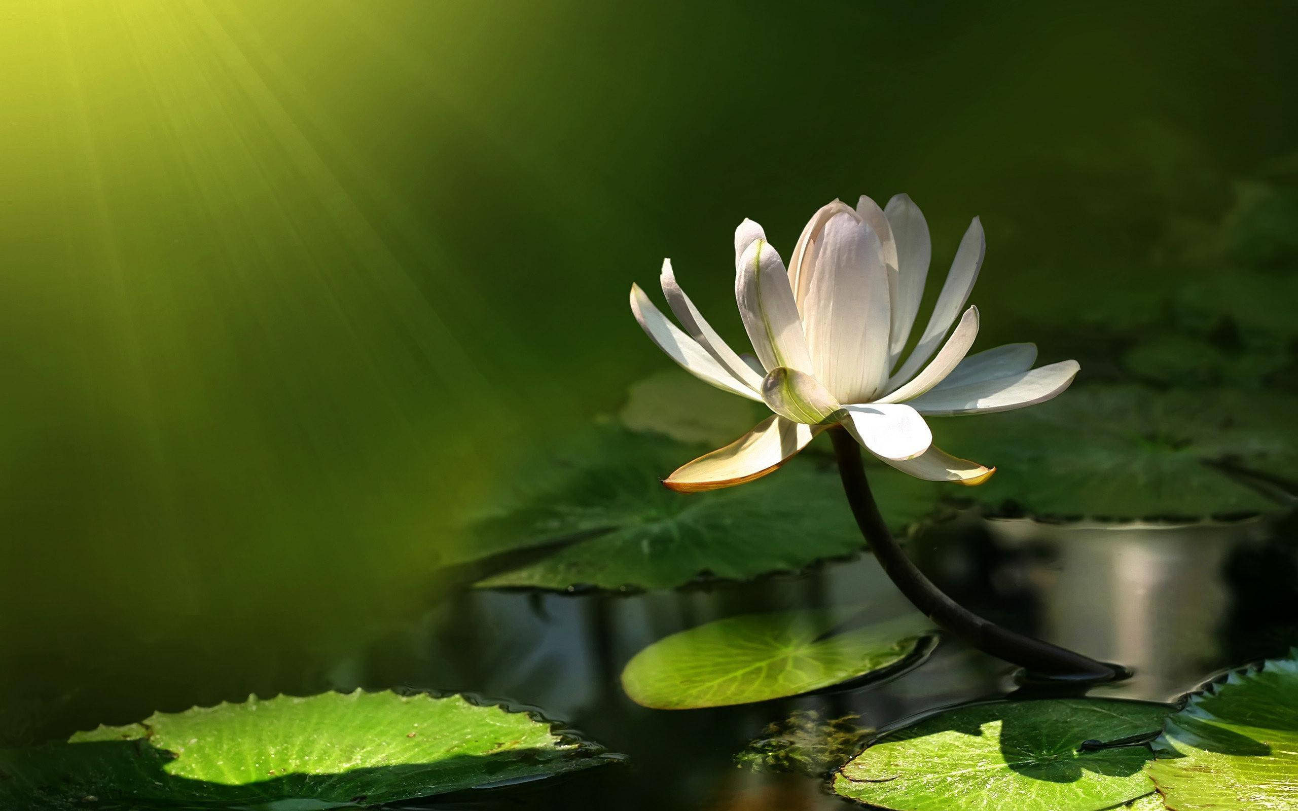 water lily, sunlight, sunlit pond, 2K Desktop Wallpaper