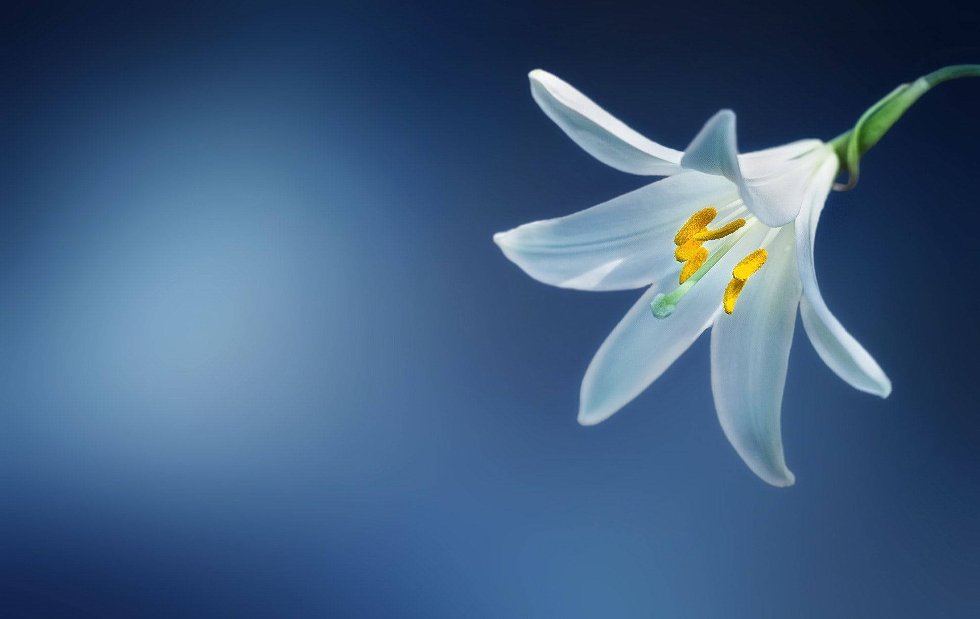 white lily, yellow stamens, soft gradient blue background, Full HD Desktop Wallpaper