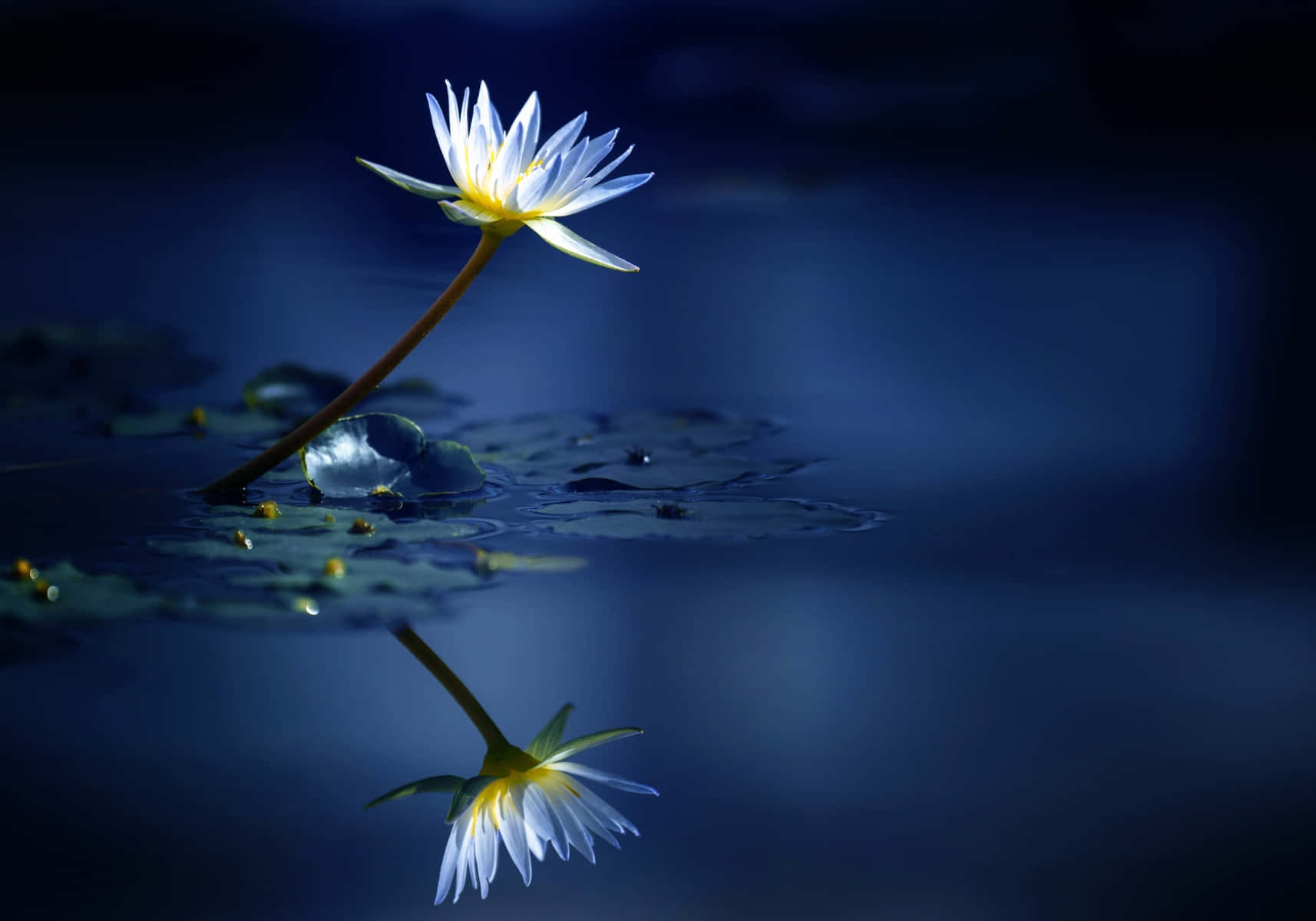 Lily, white water lily, yellow center, HD Desktop Wallpaper