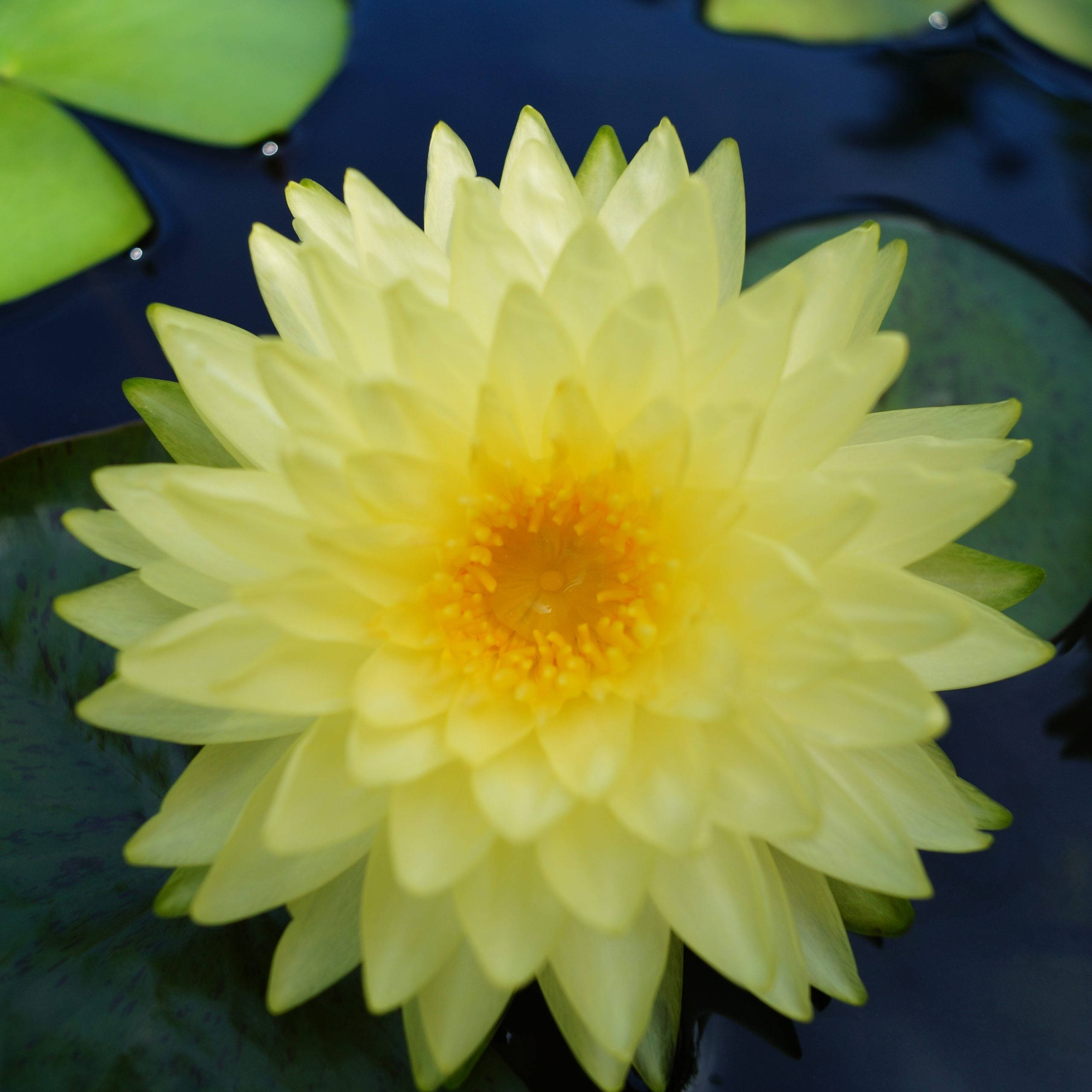 yellow water lily, dark water, lush green lily pads, 2K Desktop Wallpaper