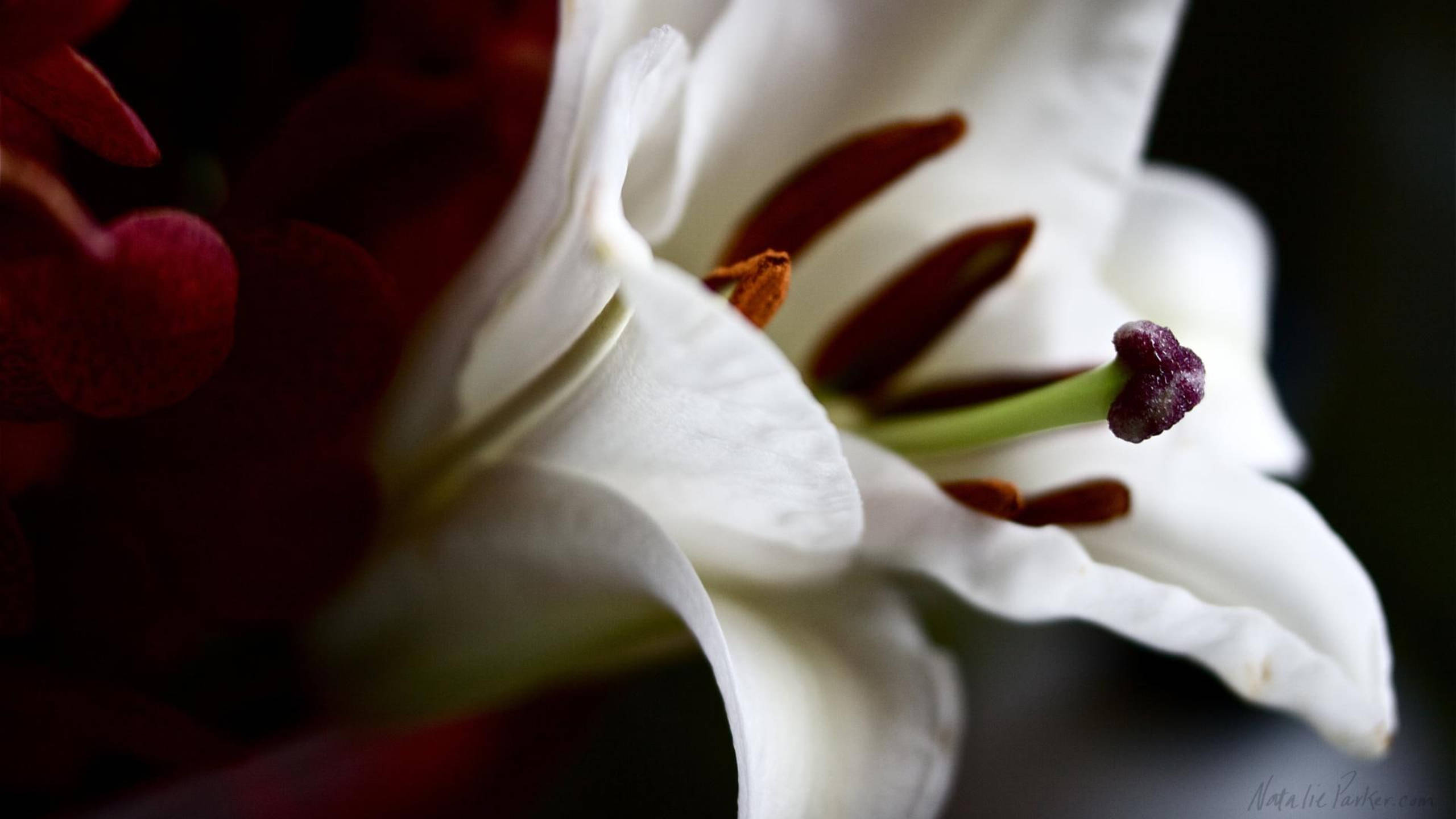 white lily, deep red petals, soft focus, 2K Desktop Wallpaper