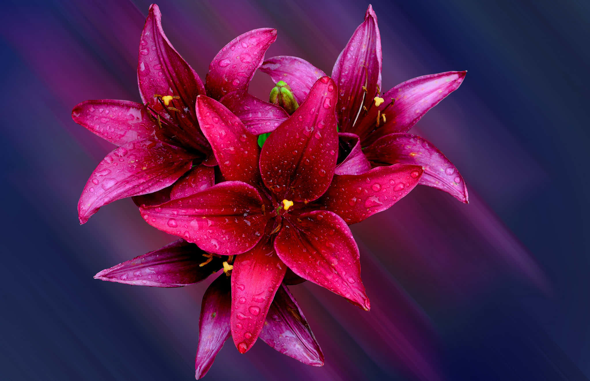 red lily flowers, magenta lilies, water droplets, Full HD Desktop Wallpaper