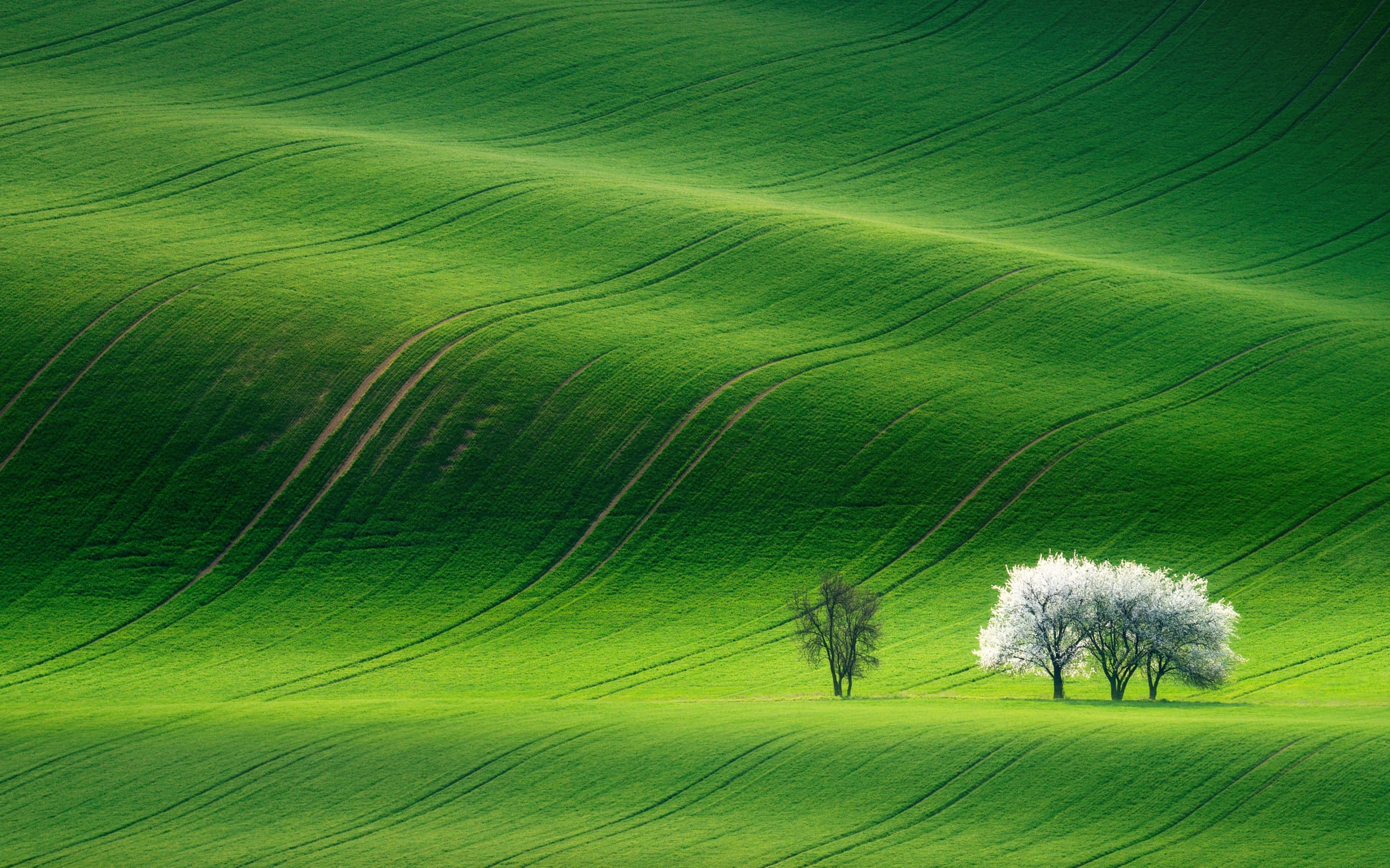 Lime Green Aesthetic, emerald green hills, white-blossomed tree, 2K Desktop Wallpaper