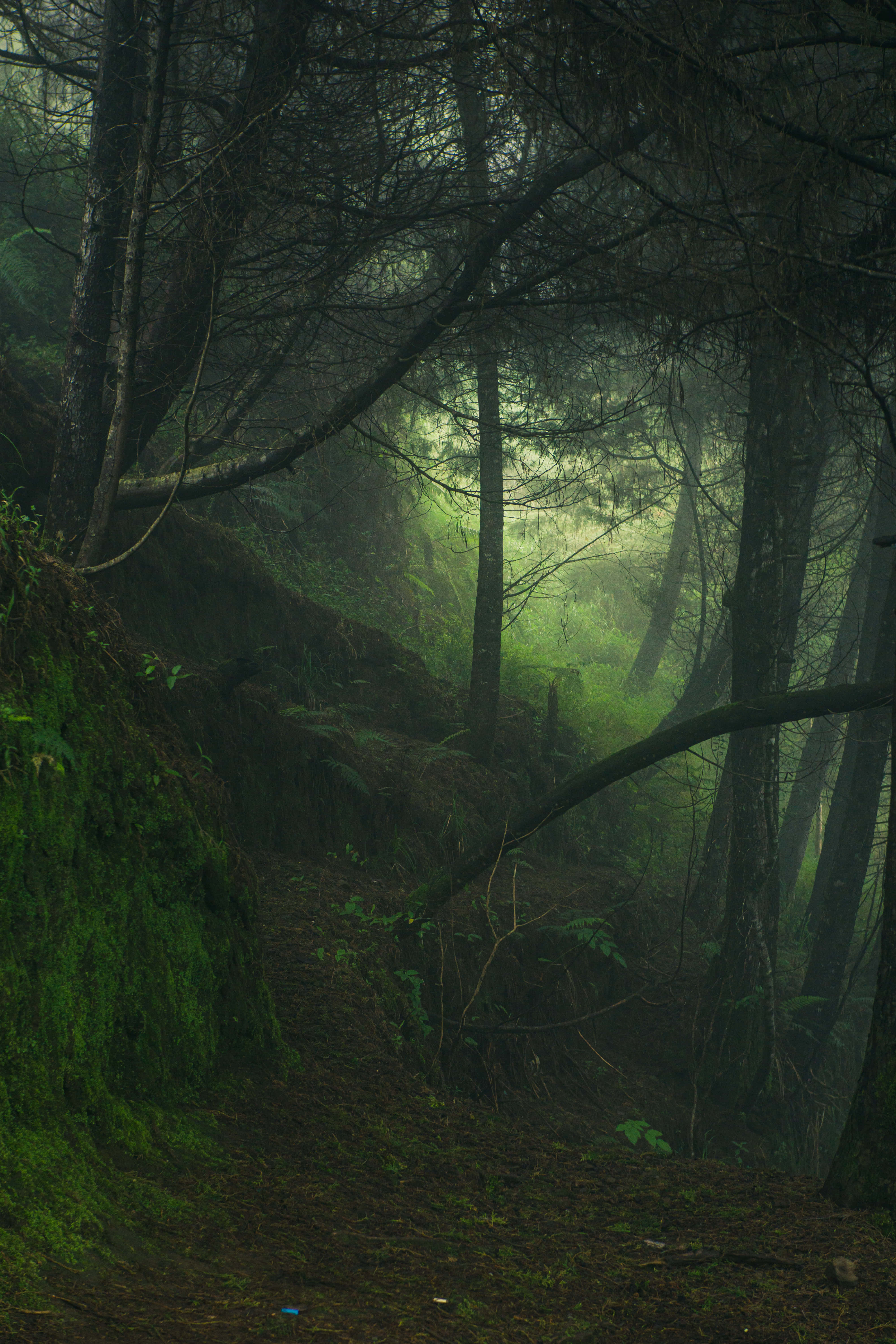 Lime Green Aesthetic, forest path, towering trees, 5K Phone Wallpaper