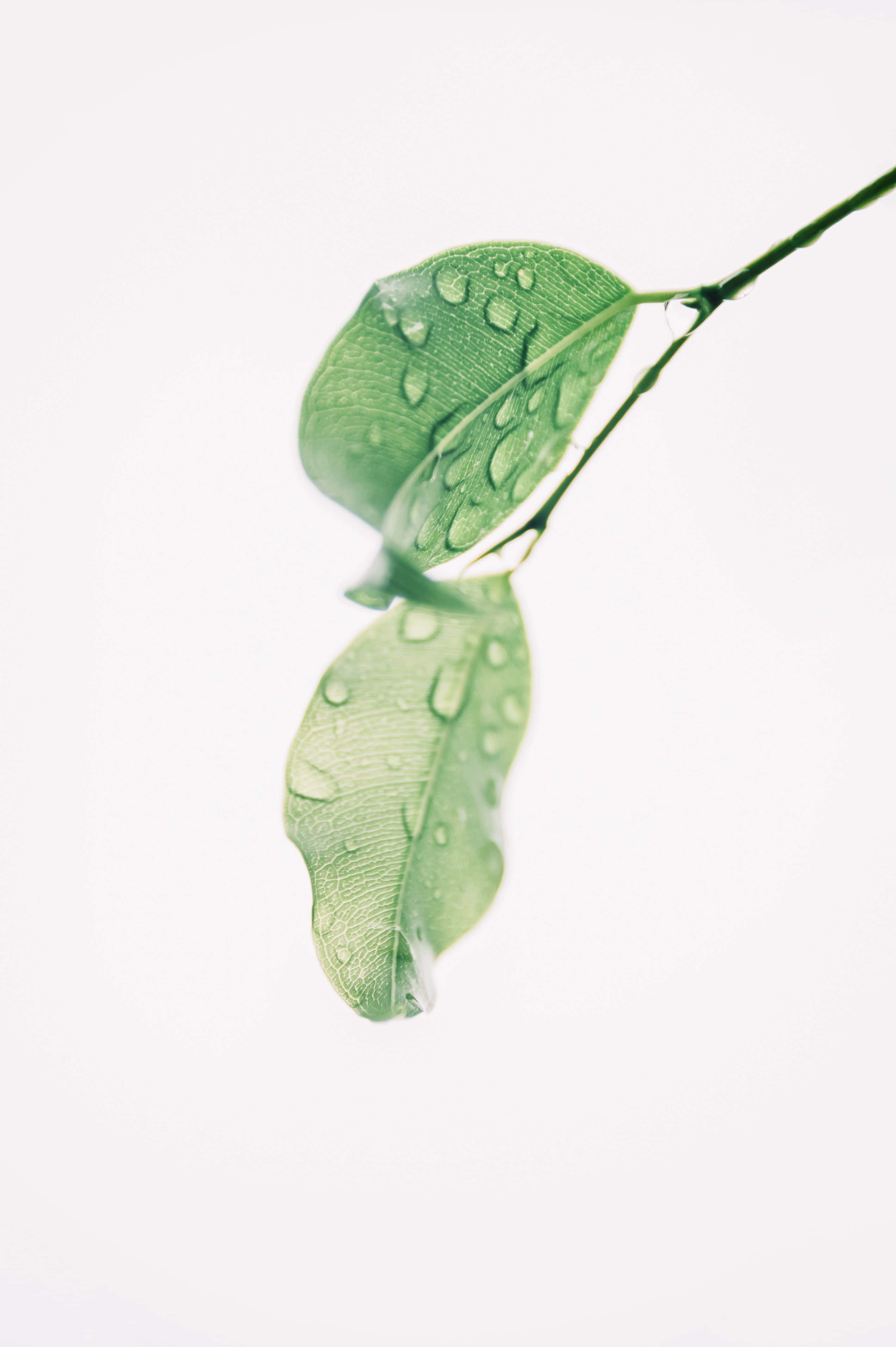Lime Green Aesthetic, leaf, water droplets, 4K Phone Wallpaper