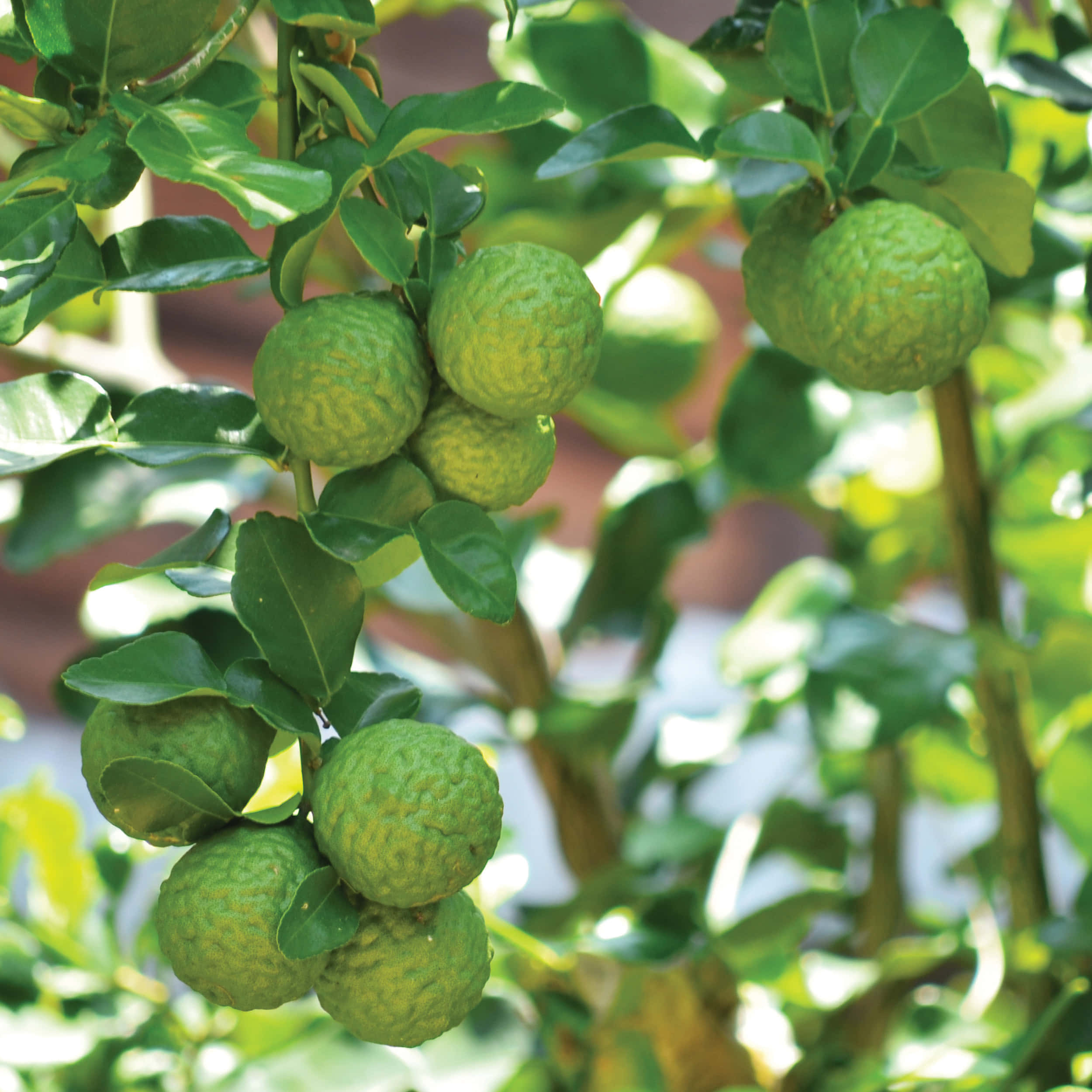 kaffir lime fruits, green citrus fruits, glossy leaves, Full HD Desktop Wallpaper